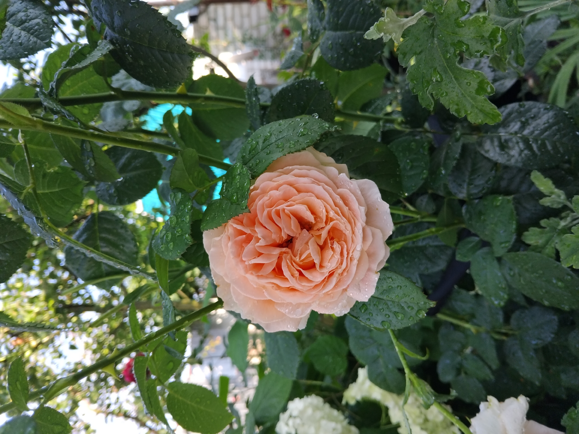 A single, fully bloomed peach rose is the focal point of this image, nestled amongst dark green foliage. Water droplets glisten on the petals of the rose and the surrounding leaves, indicating recent rain. The rose is a light peachy-orange color with many densely packed petals. In the background, out of focus, are hints of other flowers, possibly white hydrangeas and another rose, as well as some structures that appear to be part of a garden or yard. The overall lighting suggests it is daytime, possibly overcast or the sun is diffused by clouds. There are no people visible in the image. The scene is a close-up of a rose bush in bloom.