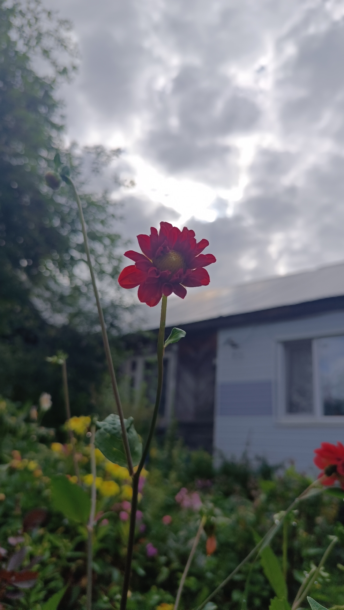 The image shows a close-up of a single, deep red flower with a yellow center, blooming outdoors under a cloudy sky. The flower is on a thin stem with a small green leaf. In the background, out of focus, is a portion of a light blue and grey building, possibly a house or shed, with windows. Surrounding the building is dense green foliage and other colorful flowers in shades of yellow and pink, indicating a garden setting. The lighting suggests it is daytime, possibly overcast. The scene is entirely devoid of human presence. The specific location in the city of Karsha, Russia, is not discernible from the visual information provided.