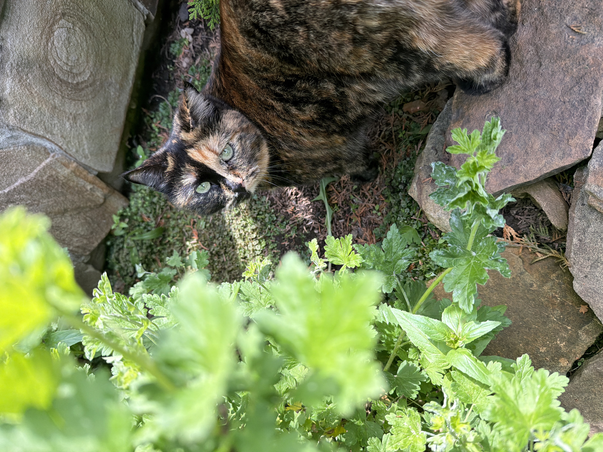 An overhead, high-angle shot captures a curious tortoiseshell cat with striking green eyes, lying outdoors in a garden or natural rocky setting in Chaikovsky, Russia. The cat's head and upper body are in sharp focus as it looks directly up at the camera with an attentive and slightly tilted gaze. Its fur exhibits a beautiful mix of black, orange, and brown patches.
The cat is resting on dark, earthy ground, which is interspersed with small green plants and some dry organic matter. Large, irregular rocks, ranging in shades of grey and brown, border the scene on the left and right, and partially in the background. A prominent rock on the left displays distinctive natural patterns resembling concentric circles.
In the immediate foreground, a dense cluster of vibrant green foliage, appearing deliberately blurred, partially obstructs the lower part of the image, creating a sense of depth and a lush environment. The bright, clear sunlight indicates a daytime scene, casting strong highlights on the cat's fur and the textures of the surrounding rocks and plants. There is no visible text in the image. The overall scene conveys a moment of calm interaction and natural beauty.