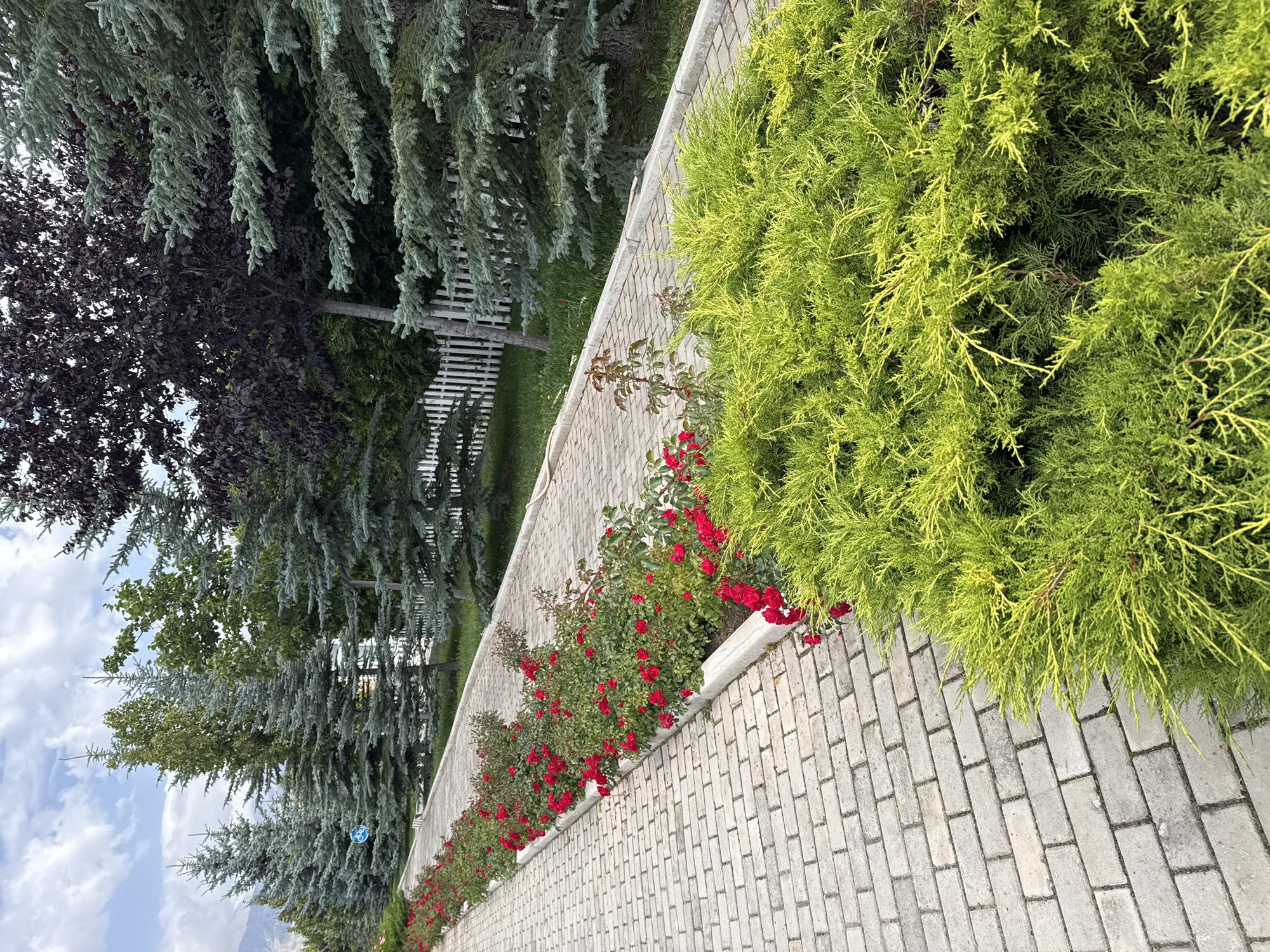 The image depicts a paved walkway in Sary-Oy, Kyrgyzstan, lined with a row of red roses and a vibrant green juniper bush. Several fir trees and a dark-leaved tree are visible in the background, with a white picket fence separating the greenery from a distant mountain range under a cloudy sky. No people or animals are present in the scene, and no actions or interactions are occurring. The environment appears to be a well-maintained outdoor space, possibly a park or garden.