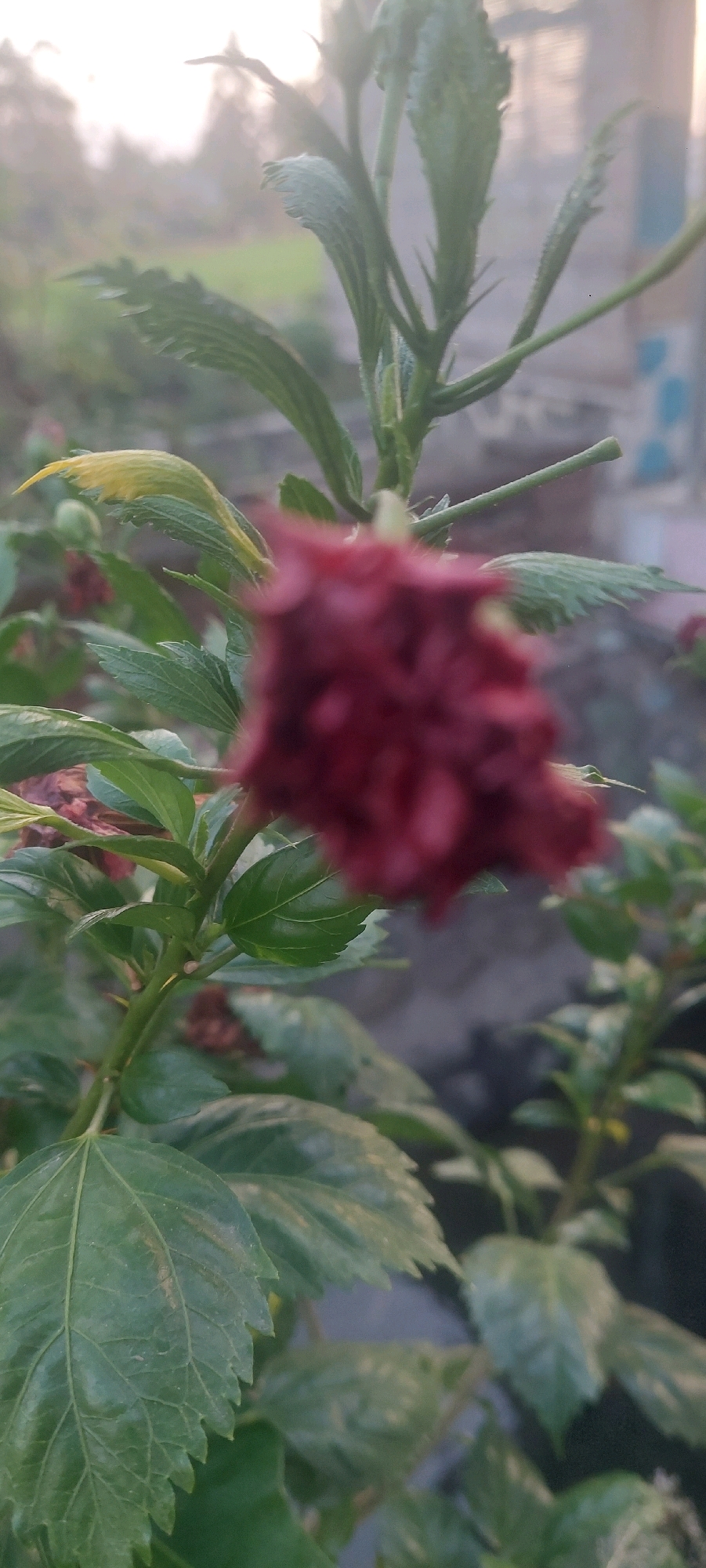 A close-up, shallow depth of field shot focuses on a maroon hibiscus flower bud on a green stem, with textured green leaves surrounding it. The background is blurred, showing hints of a building with blue and white tiles and a soft, hazy sky. The location is specified as Jogoyudan, Indonesia.