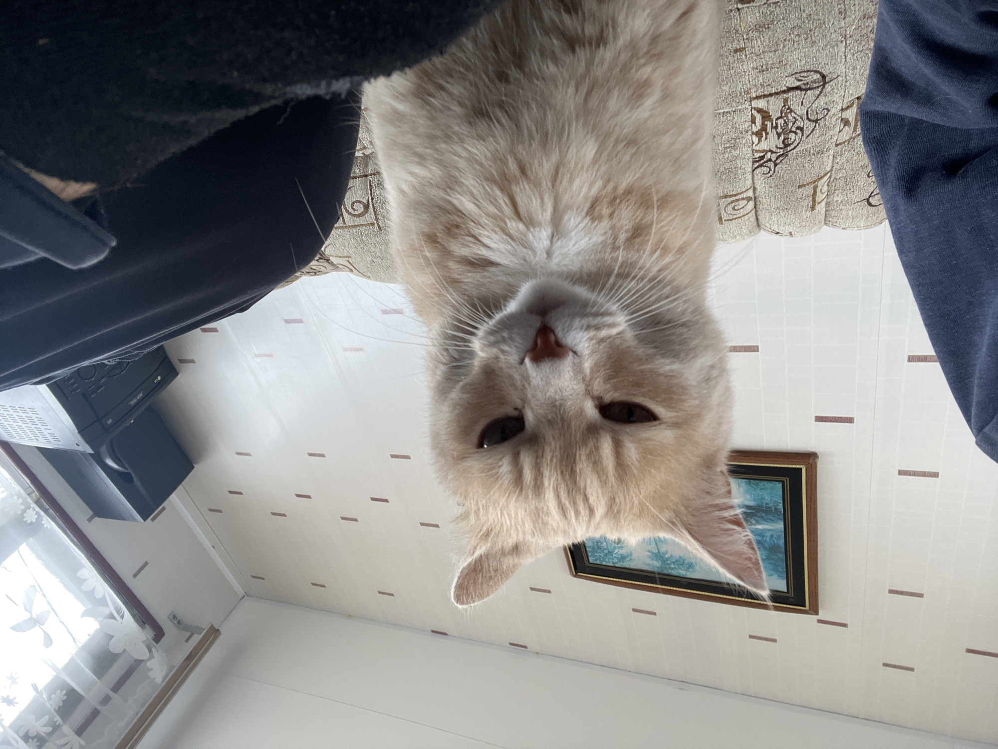 A cream-colored domestic cat gazes directly into the camera, its eyes partially closed, conveying a squinting, slightly annoyed, or sleepy expression. The cat is positioned in the foreground, seated upright between two indistinct human forms. A left arm and shoulder, clad in a dark blue long-sleeved garment, are visible on the left side. A right leg, covered in black trousers, and a dark slipper are present on the right. The cat is situated on a beige upholstered sofa with a repeating brown scrollwork pattern.
The background features an off-white wallpaper with a regular grid of horizontal maroon-brown dashes. A framed landscape painting, with a dark wood and gold-trim frame, depicting blue and white scenery, hangs on the left wall. To the upper right, a window with sheer white curtains adorned with a floral pattern allows natural daylight into the room. Beneath the window, a stack of black electronic devices, including an LG-branded unit and an adjacent speaker, are visible. The scene is illuminated by ambient daylight, indicating an indoor setting in a residential dwelling. The location is Novocheremshansk, Russia.