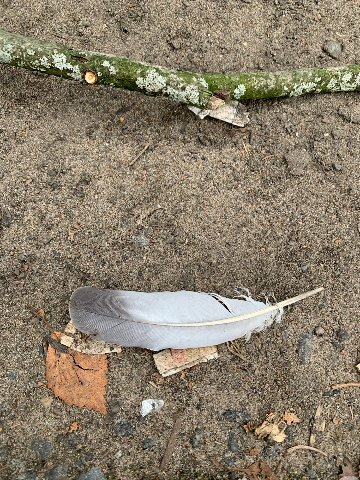A close-up, top-down shot captures a fragment of a moss-covered branch lying horizontally across sandy ground. Below the branch, a single grey and white feather rests on a small pile of debris, including a brown, leaf-like fragment and pieces of paper. The scene is set on the ground of a park in Arkhangelsk, Russia.