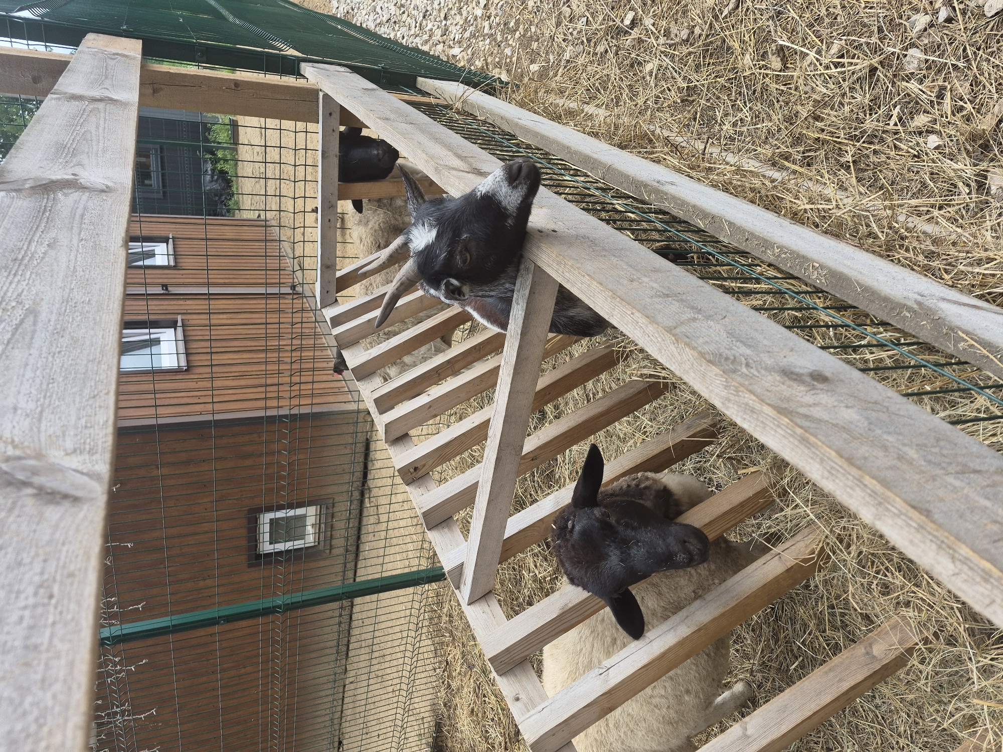 A medium shot shows a goat with horns and black and white markings peering over a wooden feeder at eye level. The goat is in an enclosure with hay on the ground and a fence in the background. The enclosure appears to be part of a farm or petting zoo. The wooden feeder is angled, and the goat's head is resting on the top edge. Behind the goat, a sheep with black fur on its head and neck is visible. The fence is made of green metal mesh with wooden posts. In the background, a wooden building with windows can be seen, and behind that, a dark green fence. The lighting suggests it is daytime. The image does not provide specific location details within Volzhskii, Russia, but depicts a rural or semi-rural agricultural setting.
