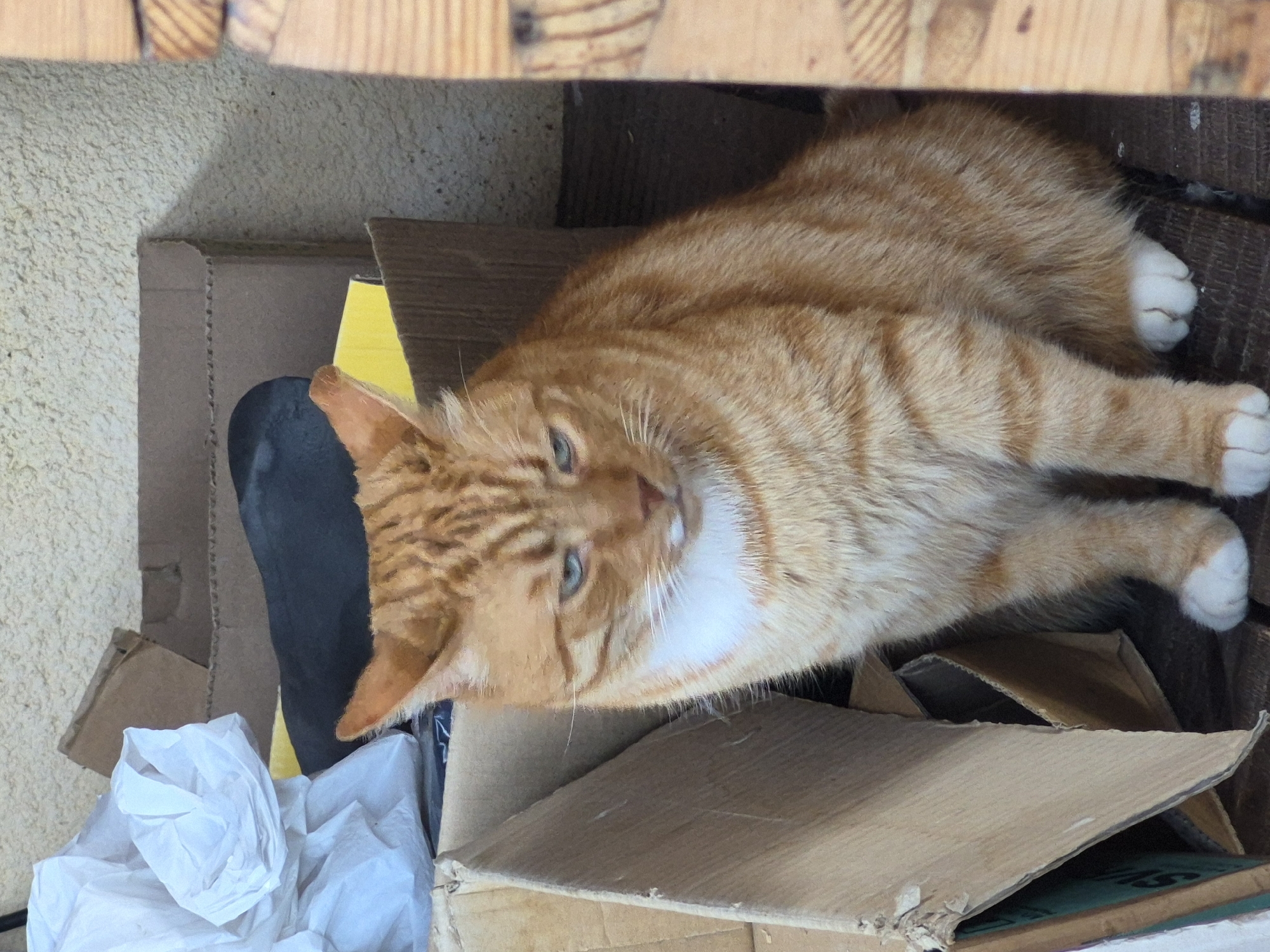 An orange tabby cat with white paws and chest is sitting in a cardboard box. The cat is looking down and to the right. The cat is surrounded by other cardboard boxes and some white paper. The scene appears to be in an outdoor, urban environment. The building in the background is made of concrete blocks. The lighting suggests it is daytime. There are no people visible in the image. The location is Sooblase, Estonia.