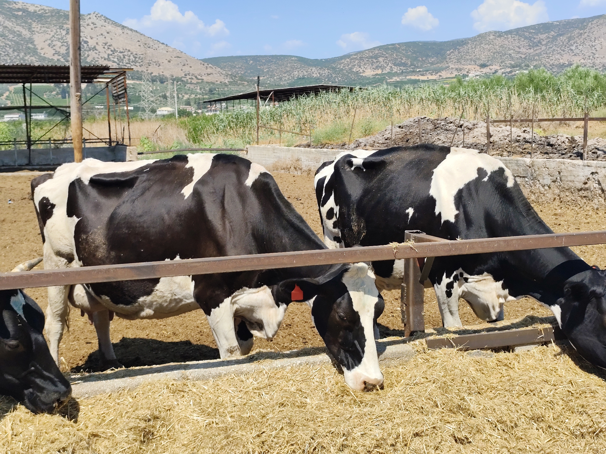 This image depicts a rural farm scene in the Municipal Unit of Argos, Greece, under a clear blue sky with scattered clouds. The foreground is dominated by a feeding trough filled with dry hay, where four black and white dairy cows are actively eating. Two cows are prominently featured in the center, with their heads lowered to the trough. Their black and white markings are clearly visible, as are their ears, some with red identification tags. The ground around the trough appears to be a dusty, packed dirt or mud.
Behind the cows, a metal fence separates the feeding area from a larger enclosure. In the middle ground, there are several farm structures with metal roofs and wooden posts, suggesting livestock housing or storage. Beyond these structures, a field of tall green crops, possibly corn, stretches towards the horizon. The background is characterized by rolling hills, sparsely covered with vegetation, indicating a dry, Mediterranean climate. Power lines and pylons are visible on the slopes of the hills. The overall impression is that of an active, working farm in a semi-arid agricultural region.