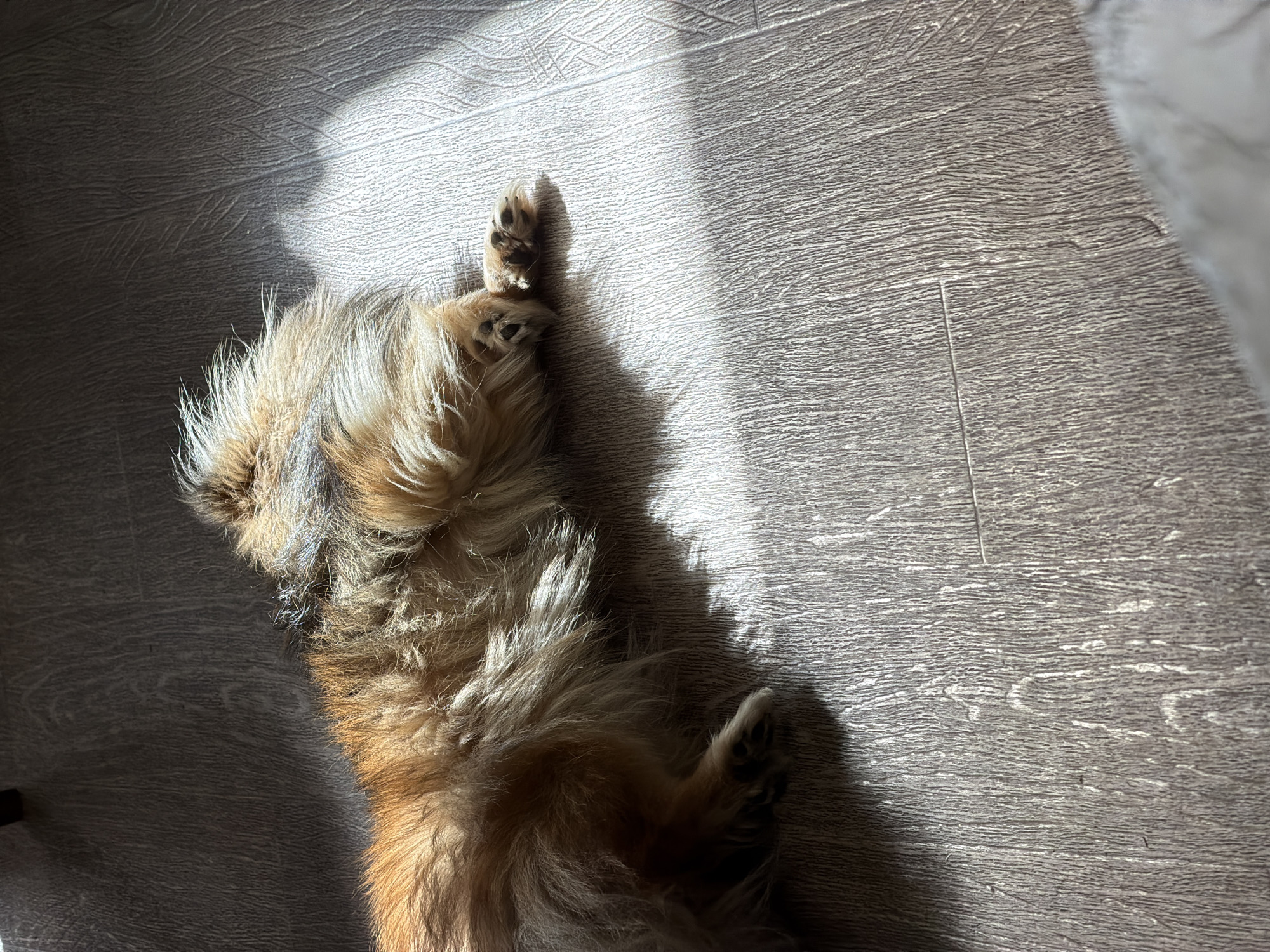 A small, brown and tan, long-haired dog is lying on its back on a wood-look floor. The dog's paws are visible, one pair stretched upwards and the other near its belly. The dog is mostly in shadow. The floor is a light gray-brown color with a wood grain pattern. A bright patch of sunlight falls across the floor. Part of a white object, possibly a bed or blanket, is in the upper right corner of the image. The location of the photograph is not determinable from the available visual information.