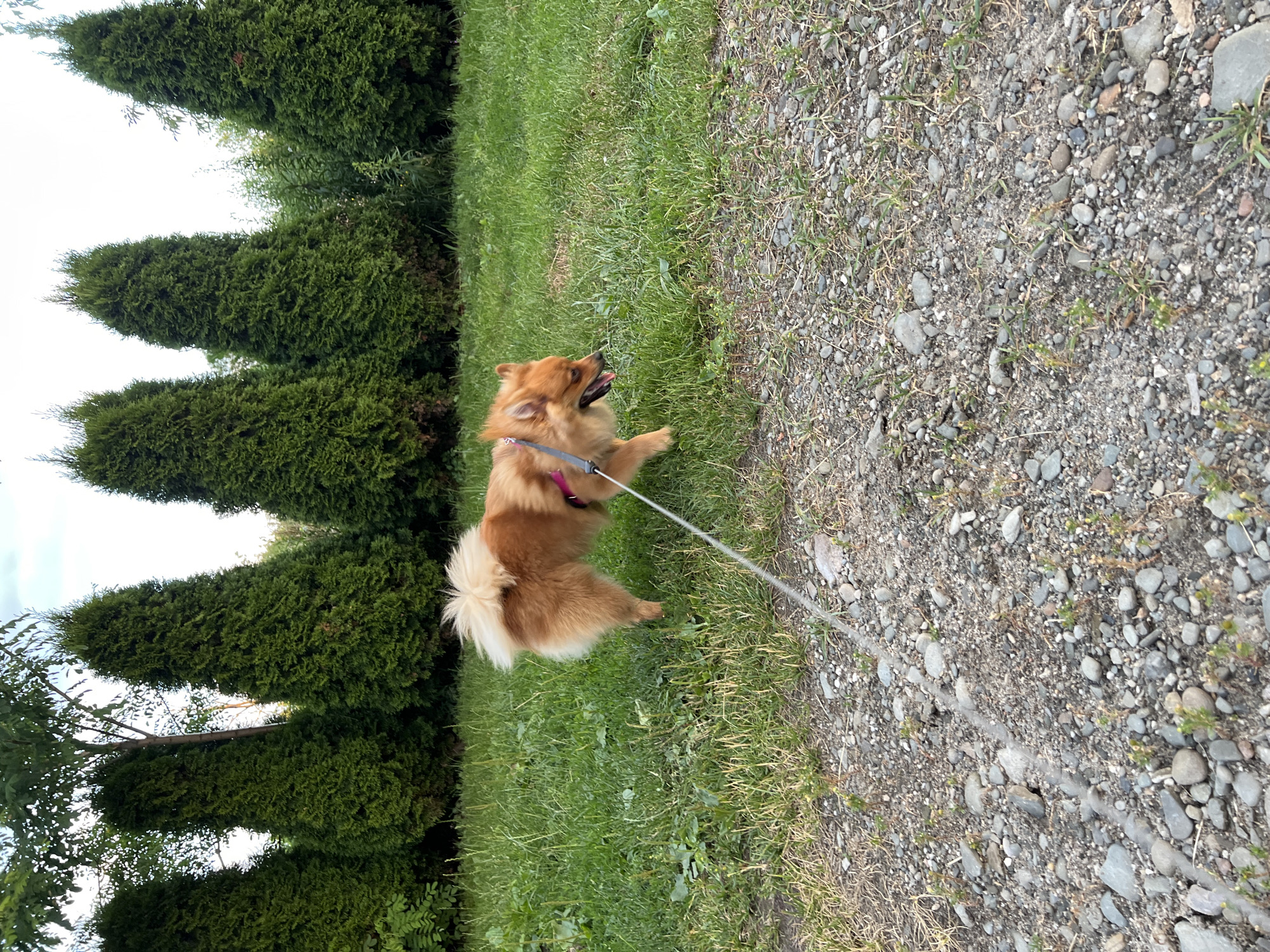 A Pomeranian dog is walking on a gravel path with a leash. The dog is facing right, with its tongue out. Behind the dog is a grassy area with several tall, conical evergreen trees. The sky is visible above the trees, with some clouds. The scene appears to be a park or backyard. There is no specific information to suggest the location is Krakow, Poland.