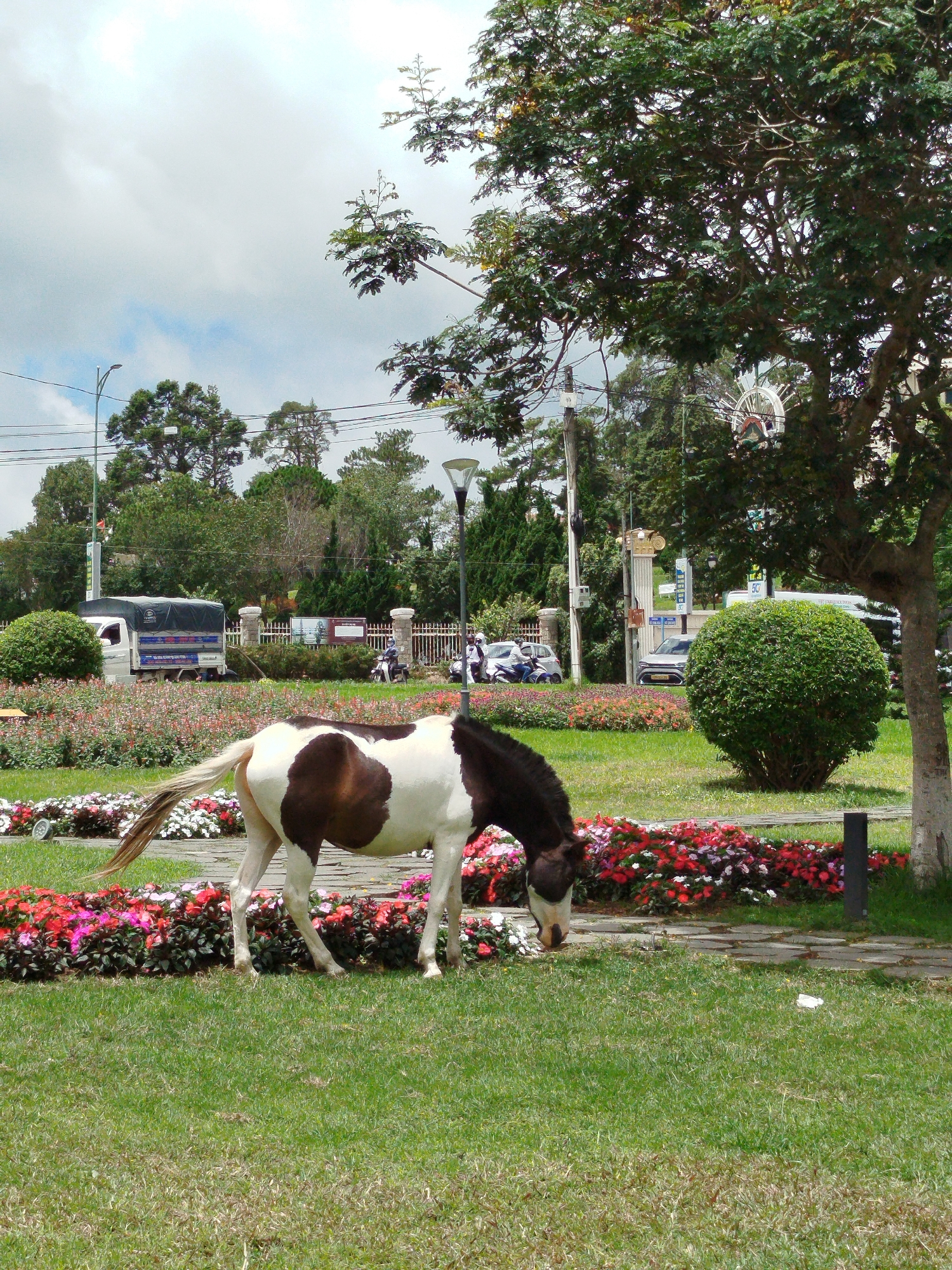 The image depicts a dappled brown and white horse grazing on a patch of green grass in front of a vibrant flowerbed. The flowerbed is filled with an array of colorful flowers, primarily in shades of red, pink, and white. Behind the horse and flowerbed, a paved pathway is visible, along with a dark gray bollard.
In the background, a variety of trees and foliage create a lush, green environment. A large tree with dark green leaves is prominently positioned on the right side of the frame, its trunk rough and textured. Further back, more trees and some man-made structures, including a white truck with a tarped bed, several parked cars, and people on motorcycles and scooters, suggest an urban or semi-urban setting. A lamppost is also visible in the distance. The sky is overcast with scattered clouds.
This scene is likely located in the city of Da Lat, Vietnam, known for its picturesque landscapes, abundant flowers, and parks. The presence of the horse grazing in a manicured garden, coupled with the surrounding greenery and hints of urban life, aligns with the typical scenery found in Da Lat's public spaces.