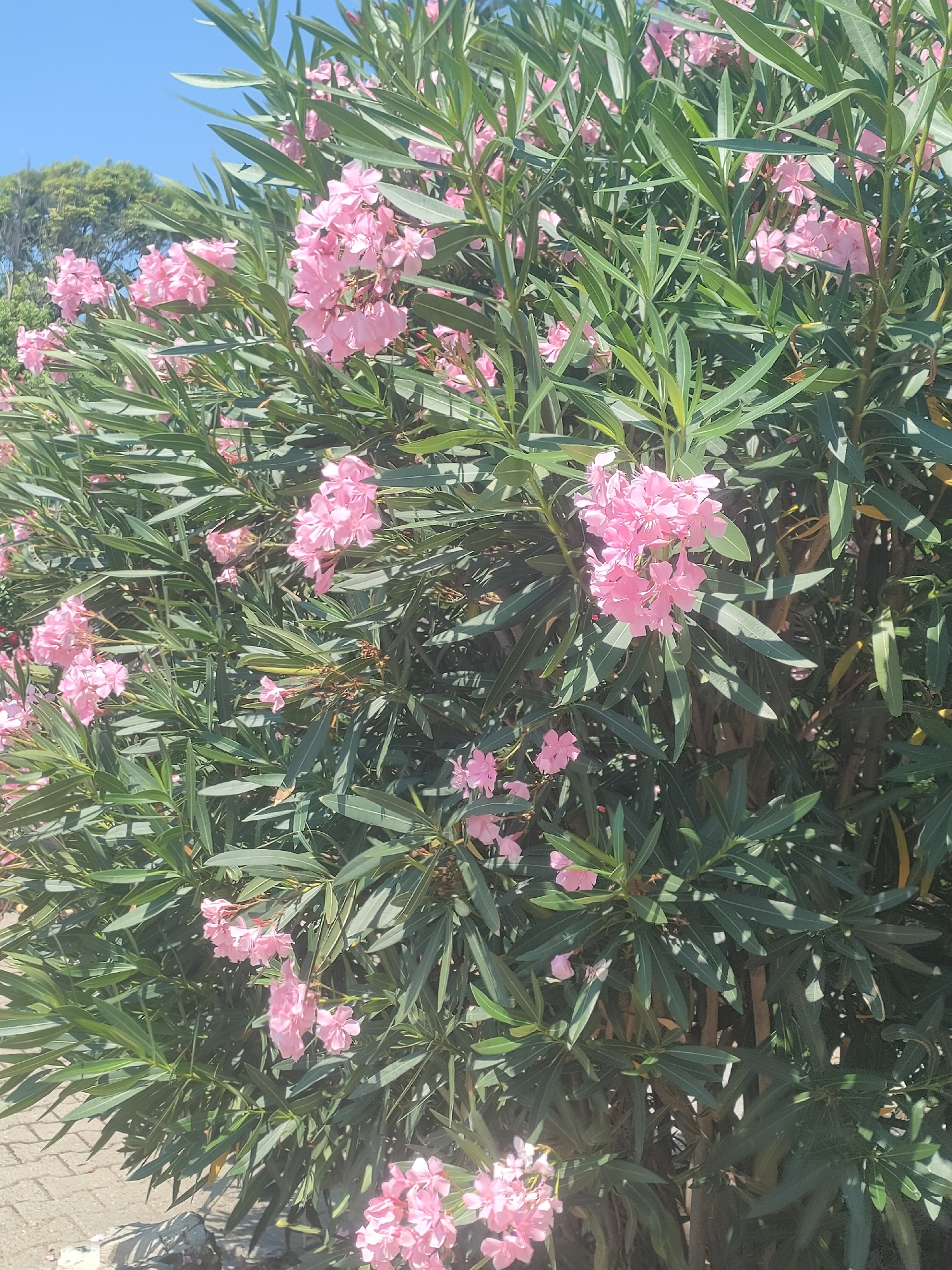 An outdoor, eye-level shot captures a dense shrub with numerous clusters of bright pink oleander flowers and long, dark green leaves. The shrub occupies most of the frame, with some lighter green foliage and a clear blue sky visible in the upper left corner. A paved pathway runs along the bottom left edge of the image, casting dappled shadows. A sliver of a distant green tree line is visible in the far upper left. The scene appears to be a street or walkway in Genoa, Italy, as indicated by the presence of oleander, a common ornamental plant in Mediterranean coastal cities. No people are present in the image.