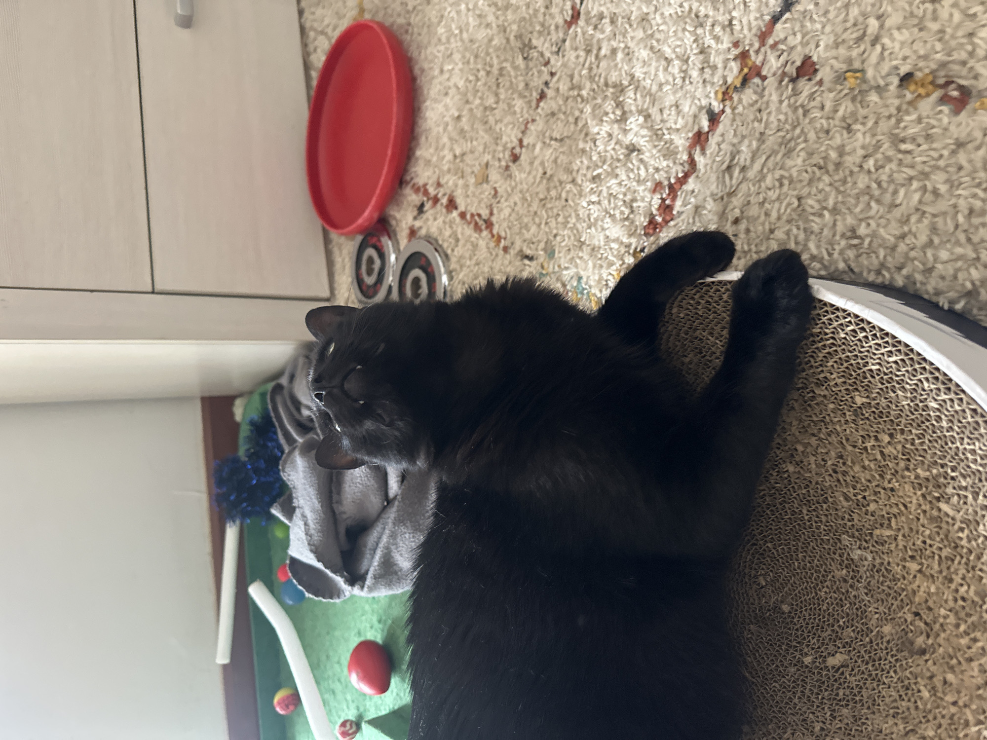 A black cat lies on a round, cardboard scratching pad. The cat is positioned partially on a green surface with scattered red and multicolored small objects. Adjacent to the green surface is a gray towel or blanket. To the left of the green surface and towel, there is a partially visible white cabinet. Above the cat and scratching pad, there's a beige rug with orange and brown patterns. Above the rug, a red plastic lid and two circular objects with concentric rings are visible. There's no evidence to suggest this image was taken in Budva, Montenegro.