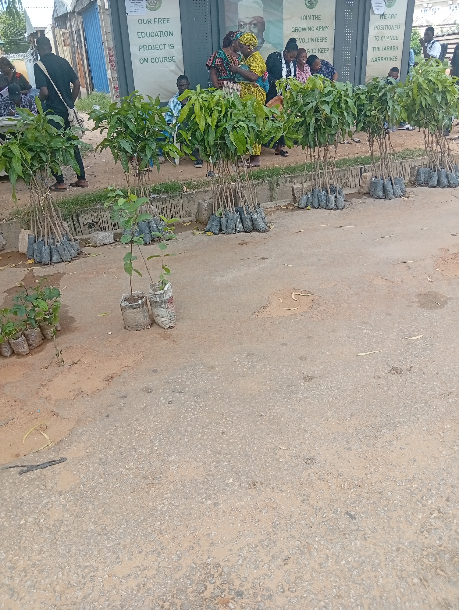 The image shows an outdoor scene in Jalingo, Nigeria, likely near a building with signage. In the foreground, there are numerous small trees planted in grey bags, arranged in rows. To the left, two larger potted plants are visible, also in bags. The ground is a mix of paved surfaces and dirt. In the background, a group of people are gathered near the building. Some are standing, while others are seated. One person is walking away from the camera. The building has posters or signs on its exterior, with text visible in English, including phrases like "OUR FREE EDUCATION PROJECT IS ON COURSE" and "JOIN THE GROWING ARMY OF VOLUNTEERS." The overall impression is of a community event or a public outreach program involving tree planting.