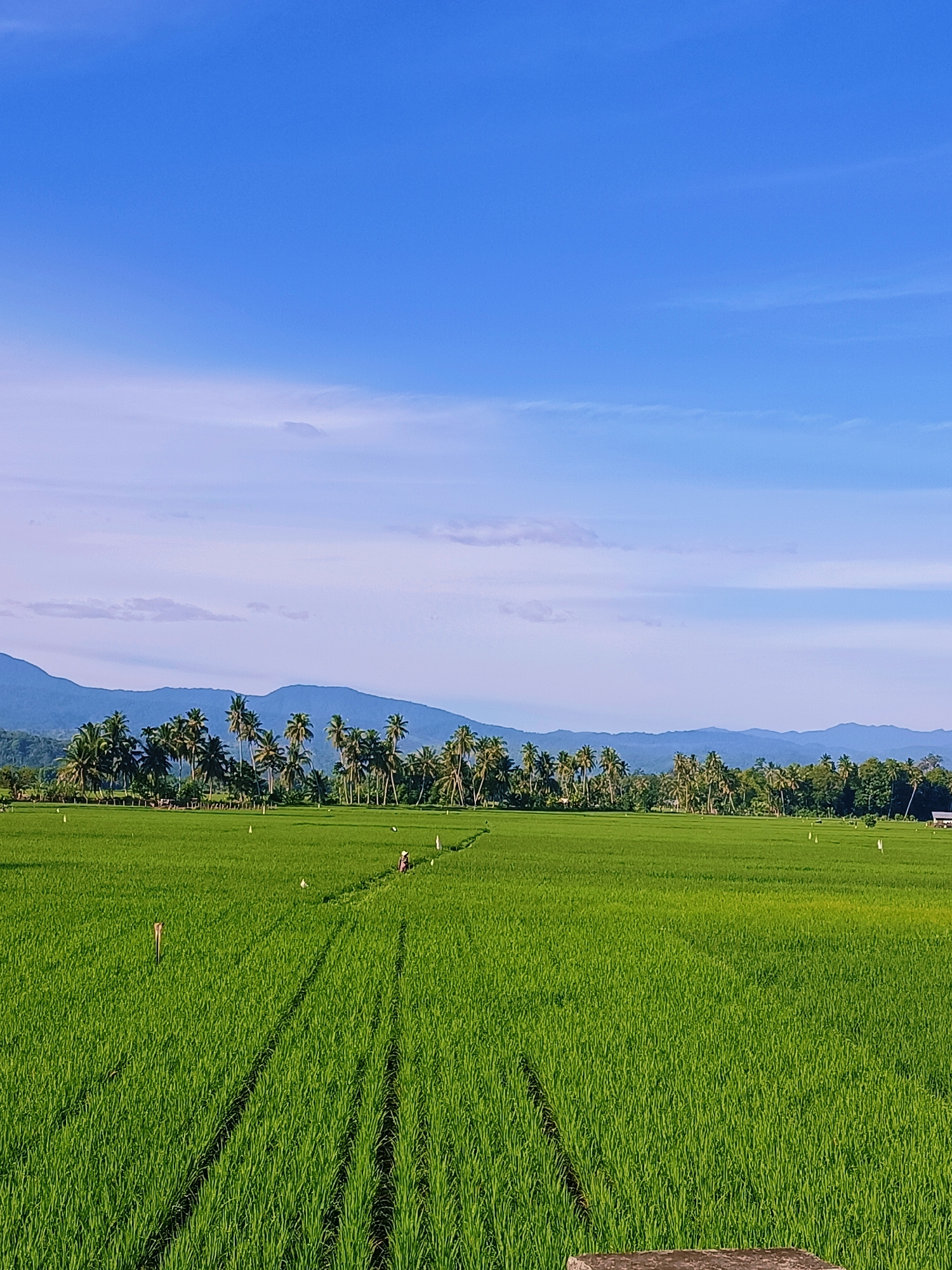 A bright, sunny day illuminates a vast, verdant rice paddy field in Pulo Dayah, Indonesia. The sky, a brilliant cerulean blue, is adorned with wispy white clouds. In the mid-ground, a line of lush palm trees stretches across the landscape, backed by rolling, mist-covered mountains. A single figure, wearing a pink head covering and a dark garment, is visible walking along a path within the rice field, facing away from the camera. Several white markers are scattered across the field. The foreground of the image is dominated by the textured green of the rice stalks, with distinct rows creating a patterned effect.