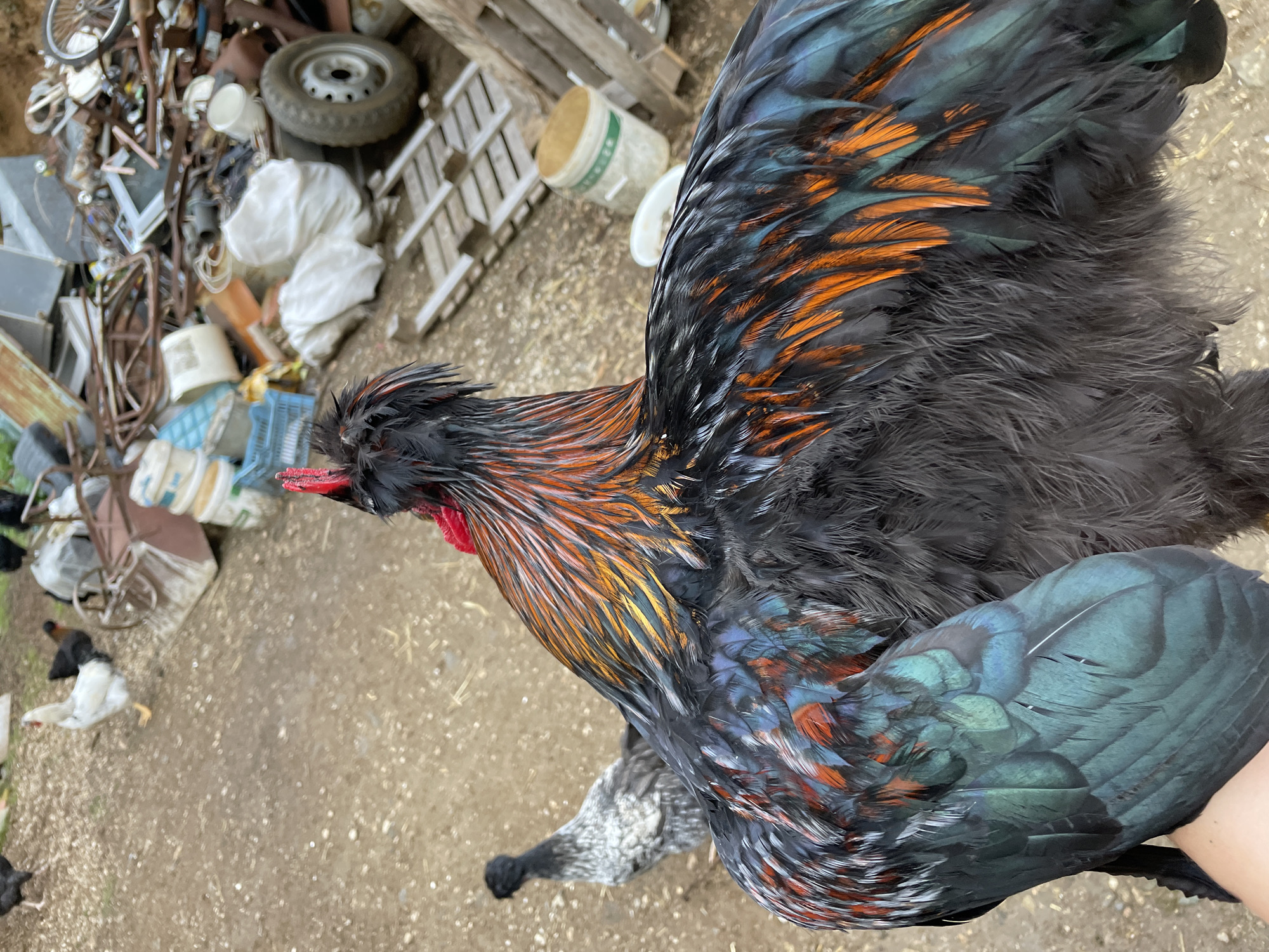 A close-up, slightly tilted photograph captures a magnificent rooster being held by a person's hand in an outdoor, rural setting in Zlatograd, Bulgaria. The rooster is the central subject, displaying predominantly black, fluffy body feathers. Its neck, hackle, and wing feathers showcase a stunning array of iridescent colors, including fiery orange, golden brown, vibrant blue, and deep green. It possesses a prominent red comb and wattle, along with a feathered crest on its head that blends with its colorful hackle. One of its mottled grey and black legs is visible near the bottom of the frame. The person's hand, with light skin, gently supports the bird's underside.
The background depicts a cluttered yard or farm area with a dirt and gravel ground. Various discarded objects are scattered around, including metal scraps, an old tire on a rim, other tires, several plastic containers (buckets, crates), and what appear to be wooden ladders or pallets leaning against a structure. White plastic bags and other debris are also visible, contributing to the utilitarian nature of the setting. In the distant lower-left, several other chickens, including one with white and black markings, can be seen roaming. The scene suggests a rustic, working farm environment. The lighting indicates it is daytime, under natural light conditions. No visible text is present in the image.