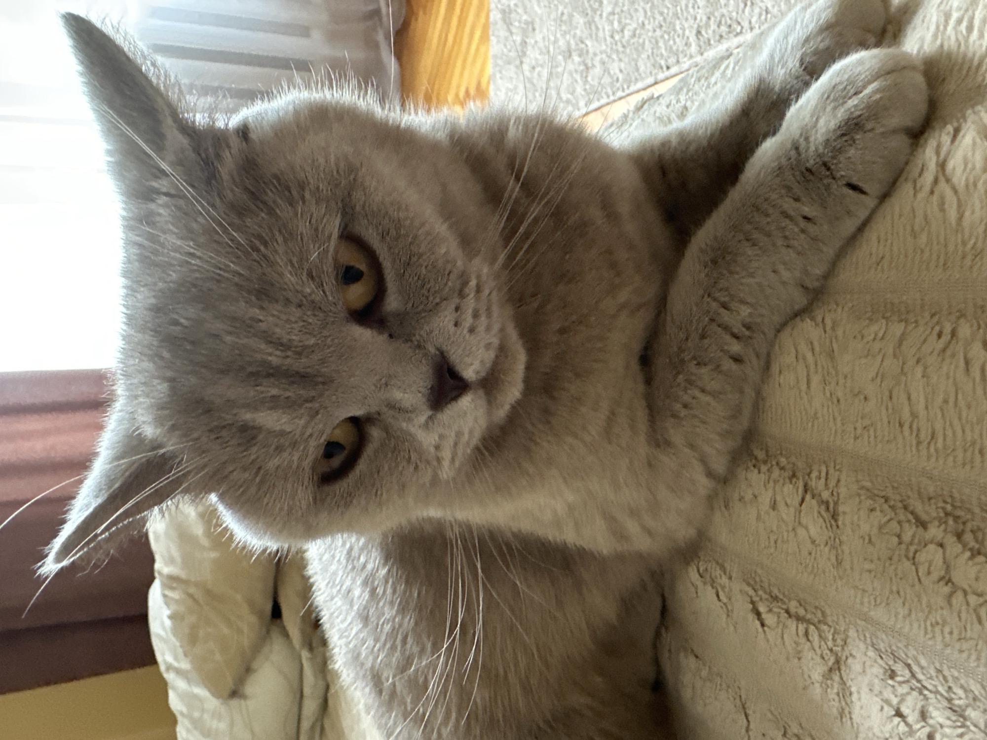 A light gray shorthair cat with amber eyes is lying on a beige, textured blanket. The cat's ears are pointed upwards and outwards. Its paws are crossed in front of its body. The background includes a pillow with a light brown cover and a glimpse of a window with white curtains and wooden blinds. The setting appears to be indoors, likely a bedroom, given the presence of bedding. There is no discernible information within the image to suggest a specific location within the city of Ternopil, Ukraine.