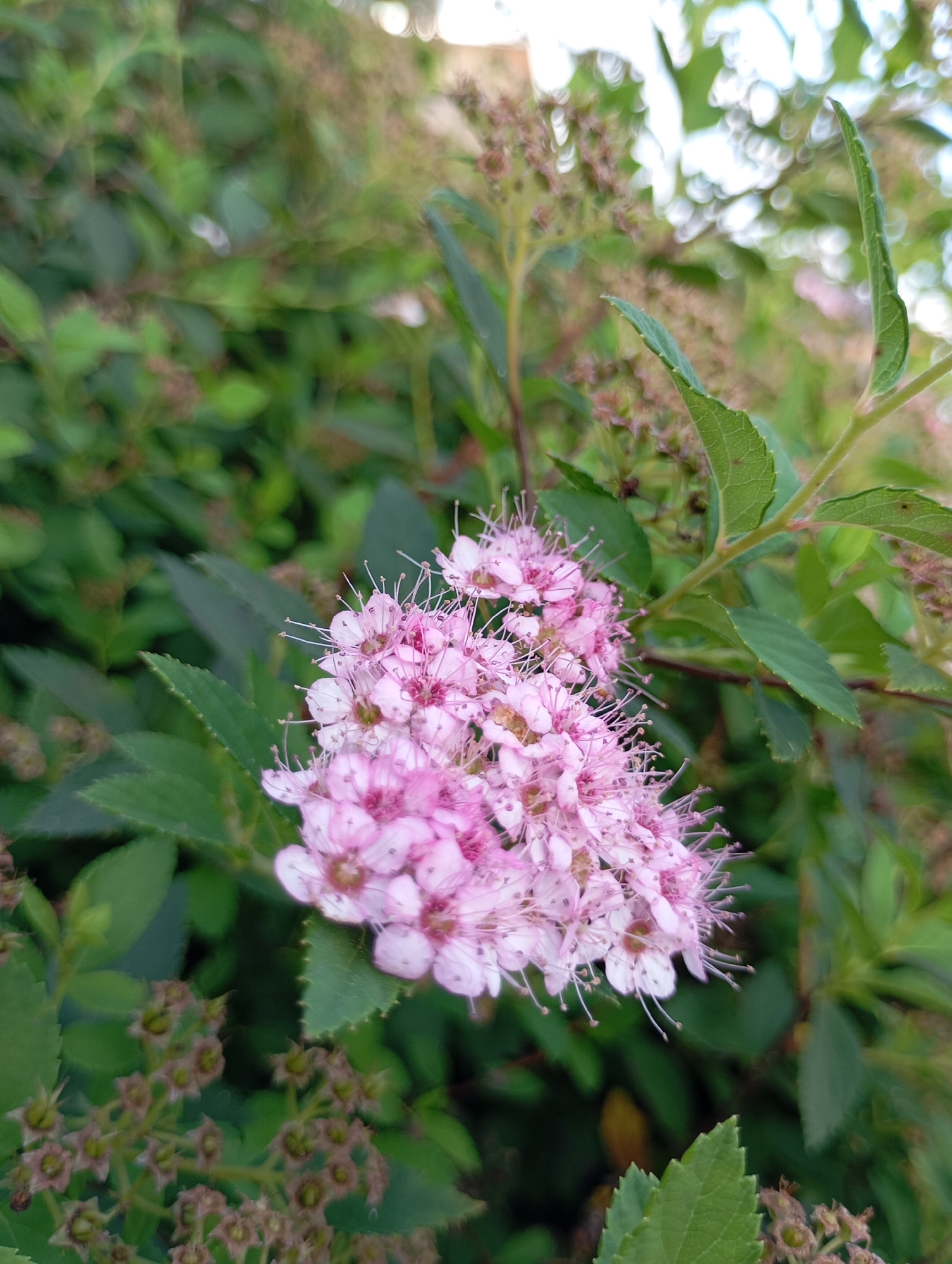 The image depicts a close-up of a cluster of small pink flowers with delicate white stamens. The flowers are part of a shrub with green leaves, some of which are slightly out of focus. The background is a blur of more green foliage and some bright, out-of-focus circles of light, suggesting an outdoor setting with dappled sunlight. The overall impression is of a natural scene, likely a garden or park. There is no indication of the city of Фоки, Russia, or any specific urban environment.