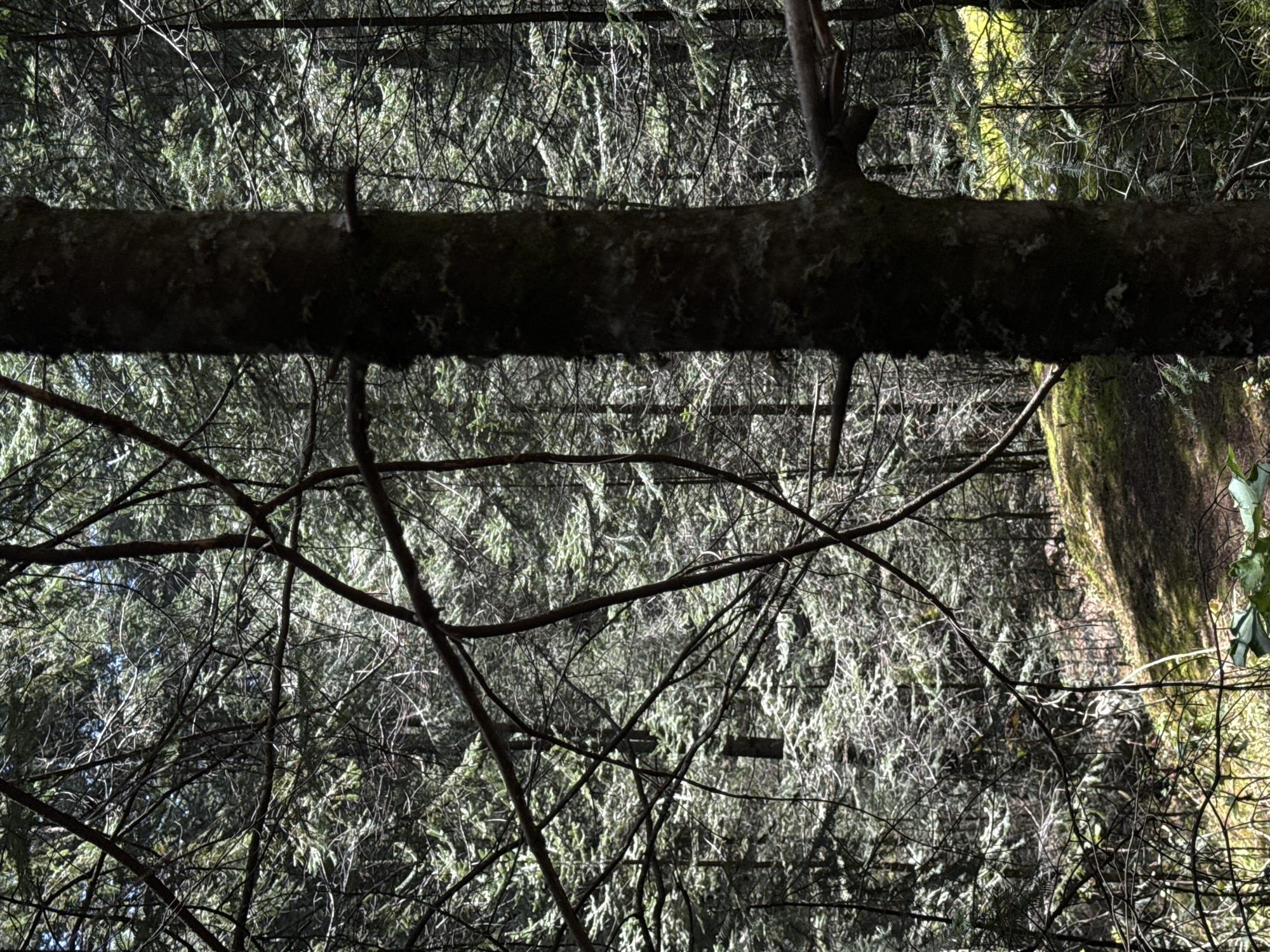 The image depicts a dense forest scene, likely in a natural setting, not within the city of Guadaloupe, Mexico. A thick, fallen tree trunk dominates the upper portion of the frame, covered in what appears to be moss or lichen. Below the trunk, a complex network of thin, bare branches and twigs creates a dense, tangled undergrowth. In the background, evergreen trees with fine needles appear, their foliage providing a sense of depth and texture. A tree trunk appears with moss in the background to the right. The overall lighting is dim and filtered. The image is rotated 180 degrees.