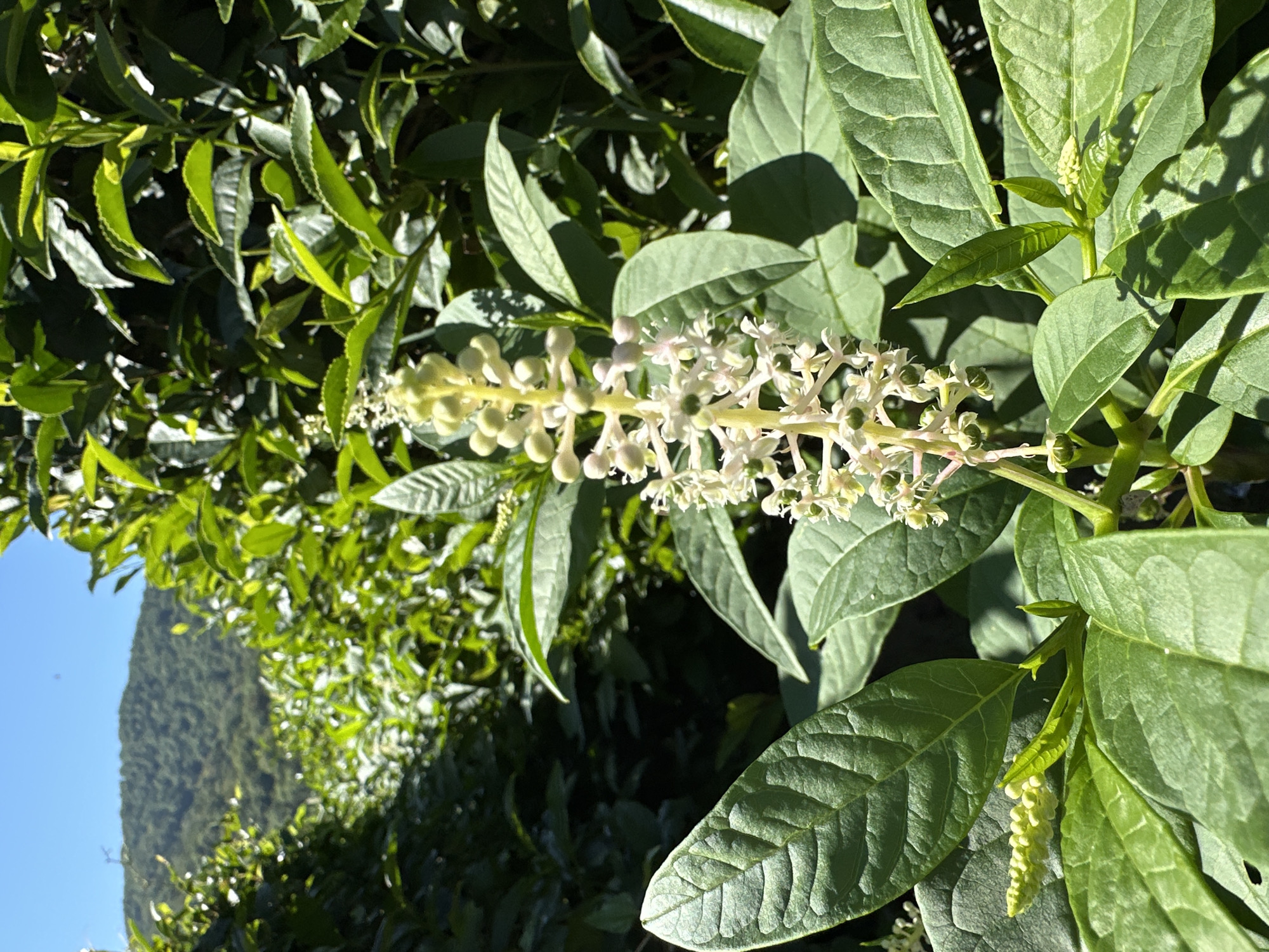 In Bolshoy Kichmai, Russia, on a clear day, a tall plant with a stalk of small white flowers stands out against a backdrop of lush green foliage and a distant, tree-covered mountain range. The plant's leaves are broad and deeply veined, with a vibrant green hue. Some of the flowers on the stalk are in bud, while others are open, revealing delicate white petals and green pistils. The surrounding vegetation appears dense, suggesting a natural, uncultivated environment. The sunlight casts shadows on the leaves, indicating it is likely mid-morning or afternoon. The scene is serene, with no people or animals visible, focusing solely on the natural beauty of the flora.