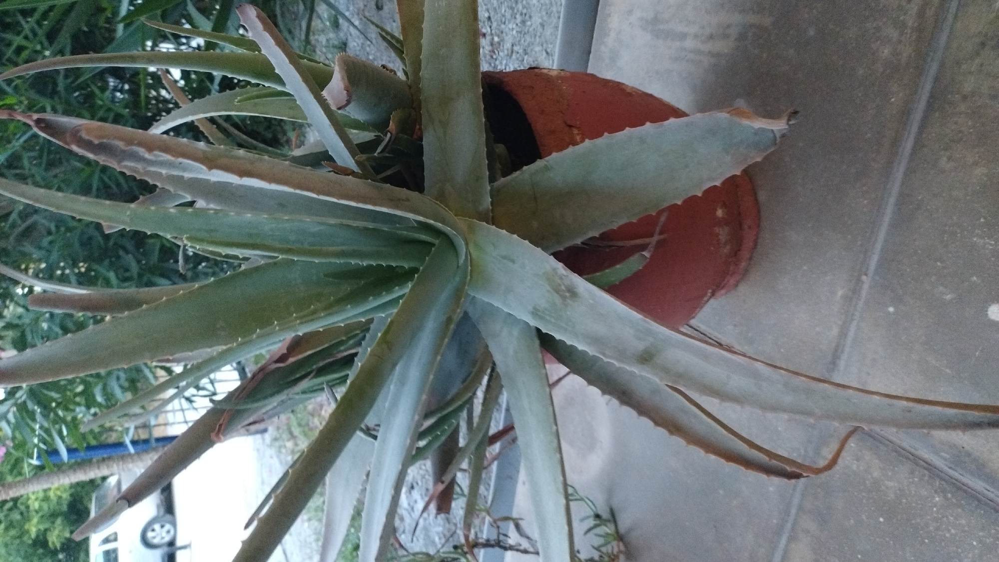 A close-up, eye-level shot focuses on a potted aloe vera plant, its fleshy, pale green leaves fanning outwards. Some leaves show signs of browning and drying at the tips. The plant is housed in a reddish-brown, terracotta pot, which appears somewhat worn. The pot sits on a gray, tiled surface, possibly a patio or balcony. In the blurred background, a white car is partially visible, along with green foliage and what appears to be a wooden post, suggesting an outdoor setting in Neoi Epivates, Greece. The lighting is diffused, indicating it might be early morning or late afternoon. No people are present in the image.