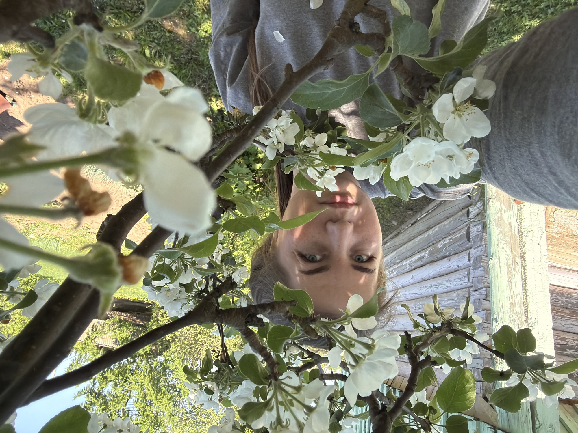 A woman is standing in a yard in the village of Уральское, Russia, surrounded by apple blossoms. The woman is upside down in the frame. She has fair skin and light eyes. She wears a gray long-sleeved shirt. The apple tree branches are in bloom. White petals are falling on her shirt. A weathered wooden wall can be seen in the background.