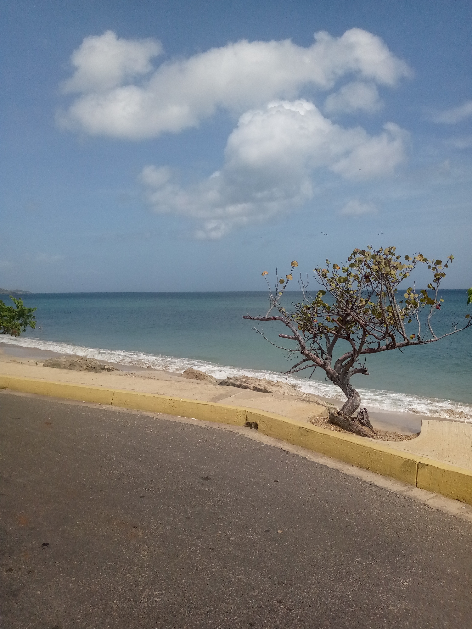 An eye-level medium shot captures a view of a tree on a beach, with a road in the foreground. The road is dark gray asphalt and occupies the bottom third of the frame. A raised yellow curb separates the road from a beige concrete walkway. Beyond the walkway is a sandy beach with some rocks and vegetation. The ocean is a vibrant turquoise and extends to the horizon, meeting a pale blue sky with scattered white clouds. A lone tree with twisted branches and sparse leaves stands on the beach, to the right of center. A few birds are visible in the sky.