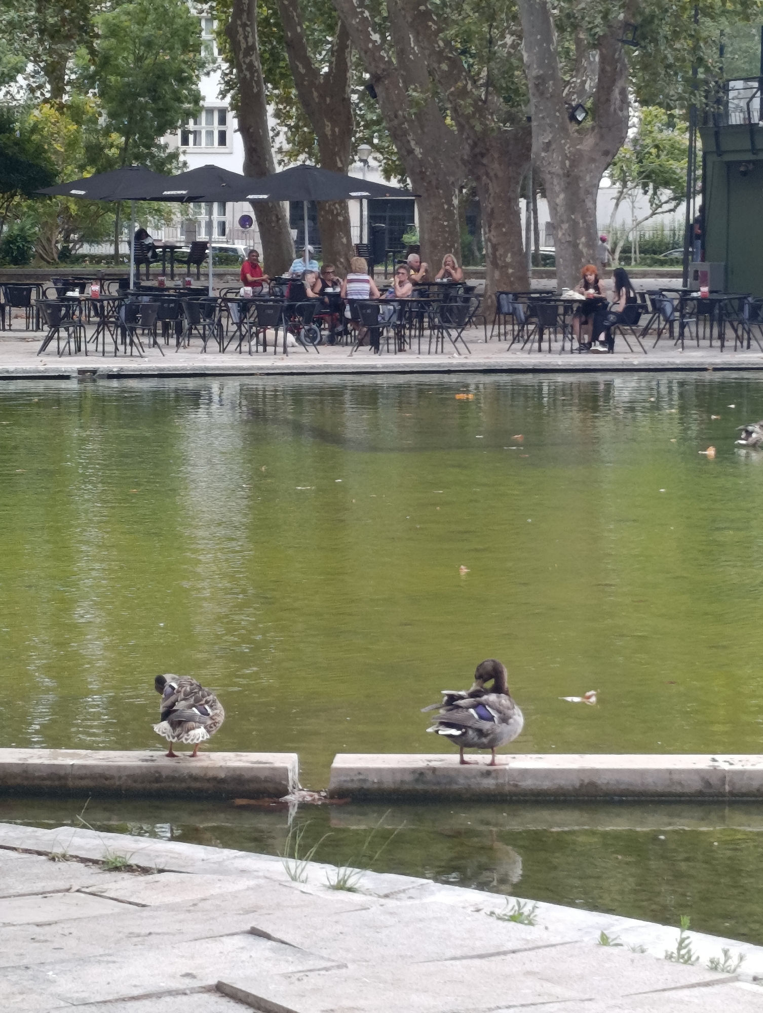 The image depicts an outdoor seating area of a cafe or restaurant bordering a body of water, possibly a pond or canal, in Setúbal, Portugal. Several people are seated at tables under large black umbrellas, engaged in conversation or dining. In the foreground, two ducks are perched on a concrete ledge that separates the seating area from the water. The water is green and reflects the surrounding trees and buildings. The overall atmosphere suggests a relaxed, public space where people are enjoying leisure time by the water.