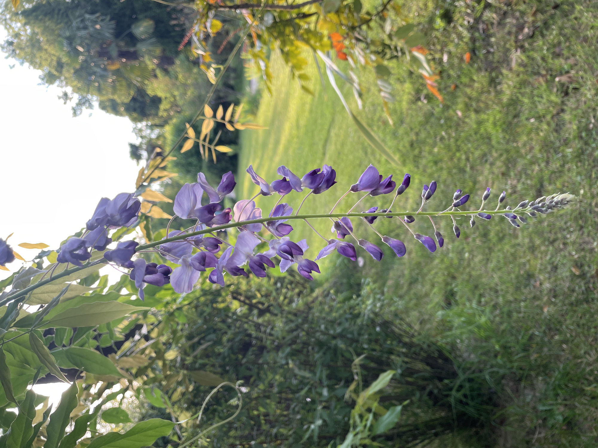 A hanging cluster of purple wisteria flowers is the main subject in the foreground of this image, with a soft focus garden setting in the background. The wisteria cluster is oriented vertically, with individual blooms opening from the top and progressing towards a tightly furled bud at the bottom. The leaves of the wisteria plant are visible above and to the left of the blooms, appearing in shades of green and yellow-green, with some caught in the sunlight.
The background reveals a lush garden environment. To the left, there is dense green foliage, likely shrubs or bushes. To the right, a neatly mowed green lawn is illuminated by natural light, suggesting it's daytime. Scattered across the lawn are patches of yellow and orange leaves, hinting at a possible autumn season or simply ornamental plants with changing colors. In the distance, trees are visible, with their forms softened by the shallow depth of field. The overall lighting suggests a bright, possibly sunny day, with some areas of high contrast due to the sunlight filtering through the leaves and illuminating the lawn. The scene is devoid of any people or animals. The image appears to be taken in a botanical garden or a well-maintained private garden, likely in a temperate climate. The mention of Sochi, Russia, suggests a possible location for such a garden, known for its subtropical climate.