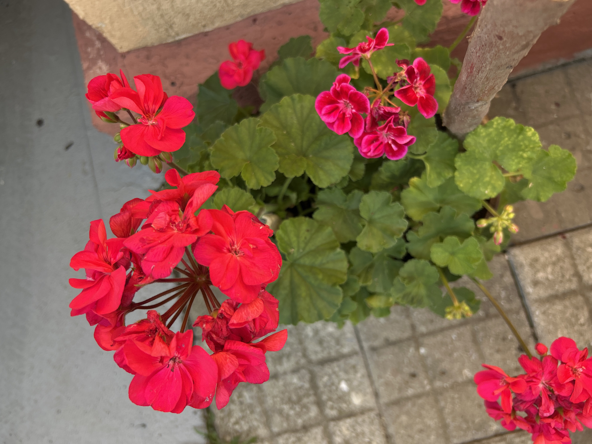 The image shows a close-up, high-angle shot of red and pink geraniums blooming in a planter. The flowers are vibrant and lush, with many petals and green leaves. The planter appears to be made of a rough, reddish-brown material, and it is situated on a grey, tiled surface, possibly a patio or walkway. In the background, there is a hint of a wall or structure with reddish-brown trim. The lighting suggests it is daytime, with some shadows visible. The image does not contain any people or specific landmarks that would indicate its location within Gelendzhik, Russia.