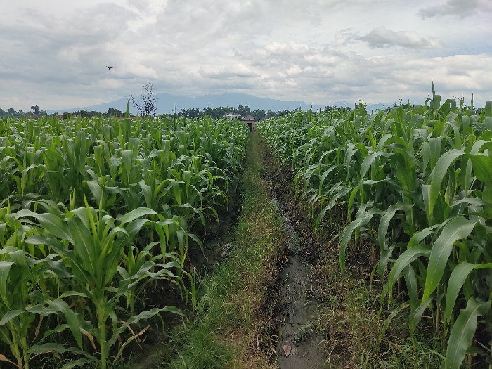 This media file captures a wide view of a verdant cornfield, indicative of an agricultural landscape in Badas, Indonesia. The scene is dominated by lush, tall green corn stalks that stretch extensively on both sides of a central, muddy path or ditch. This narrow track recedes into the distance, creating a strong sense of perspective. The path itself is uneven, with patches of mud and dry grass along its edges.

In the background, a range of mountains or hills can be seen, partially obscured by an overcast sky filled with grey clouds. This suggests a cloudy day with no direct sunlight. Scattered trees and a small, distant structure are visible on the horizon, further defining the rural setting. A tiny, dark, unidentifiable object, possibly a bird, is faintly discernible flying in the sky in the upper left portion of the image.

No people are present, and no specific activity is taking place, rendering a tranquil and natural depiction of a cultivated field. There is no visible text within the image. The healthy appearance of the corn suggests a productive growing season.