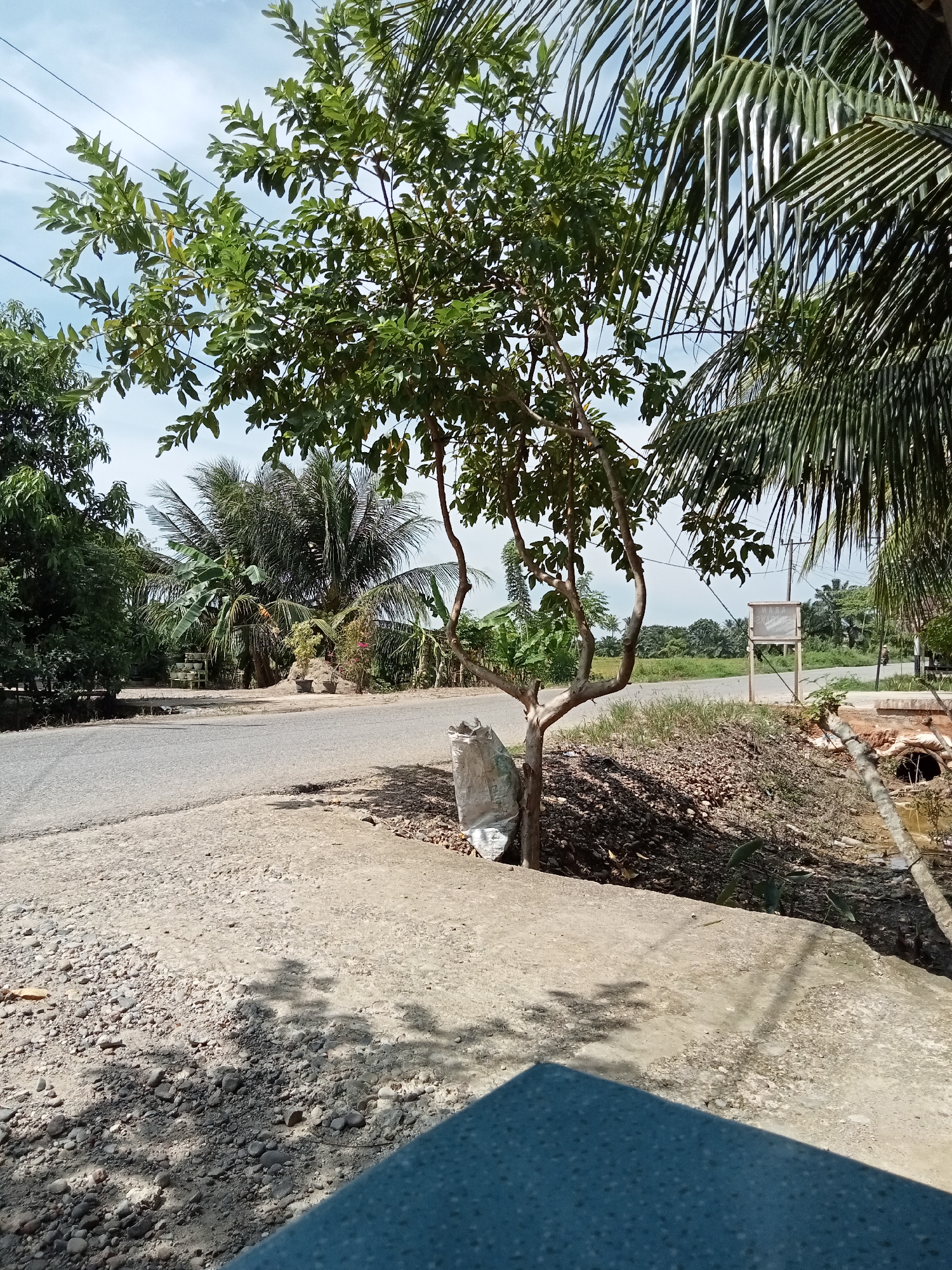 The image depicts a roadside scene in Matangsijuek Timur, Indonesia. A paved road runs diagonally across the frame from left to right. To the left of the road, a small tree with green leaves stands prominently, its trunk bifurcating into two main branches. A white bag is placed at the base of the tree. Beyond the tree, more foliage and palm trees are visible, suggesting a rural or semi-rural setting. On the right side of the road, a dry, rocky embankment leads down to a small, shallow body of water or ditch. There is a small bridge or culvert structure visible over the water. In the background, a signpost with text is situated near the road, and further in the distance, there are more trees and a vast expanse of greenery under a bright, cloudy sky. The overall impression is of a warm, sunny day in a tropical environment.