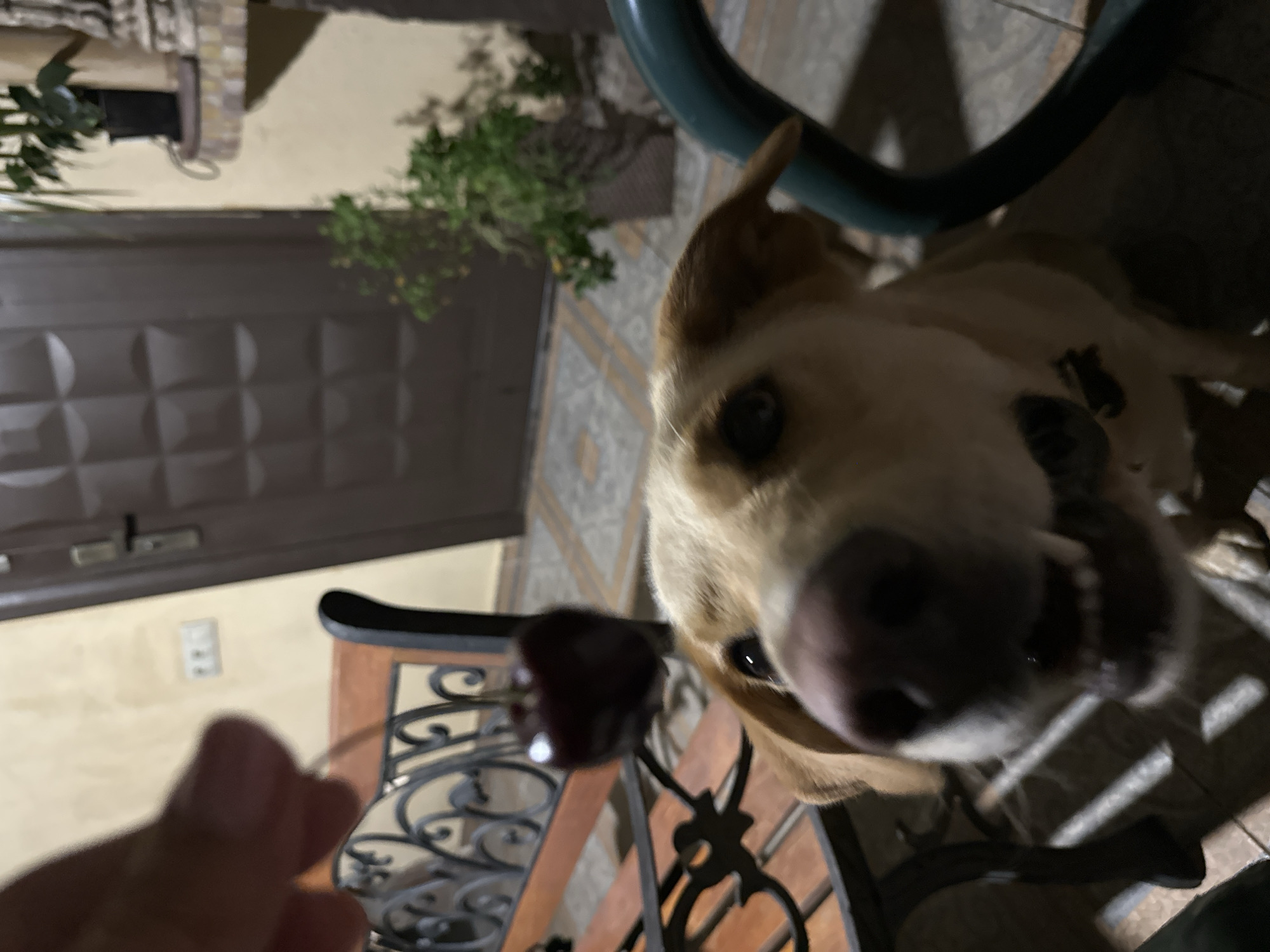 An extreme close-up shot focuses on the face of a golden retriever dog, which is looking directly at the camera with its mouth open as if panting or about to speak. The dog's nose and snout are prominently featured, along with its eyes and floppy ears. In the background, out of focus, is a dark brown door with a metallic handle and a patterned surface. To the left, part of a dark-colored ornate metal bench with wooden slats is visible. A single red cherry hangs from the bench's metalwork, near the dog's head. To the right, a green metal chair arm is partially visible. The floor appears to be tiled with a geometric pattern. The lighting suggests it is evening or indoors. There is no visible indication of the city of Sochi, Russia in the image.