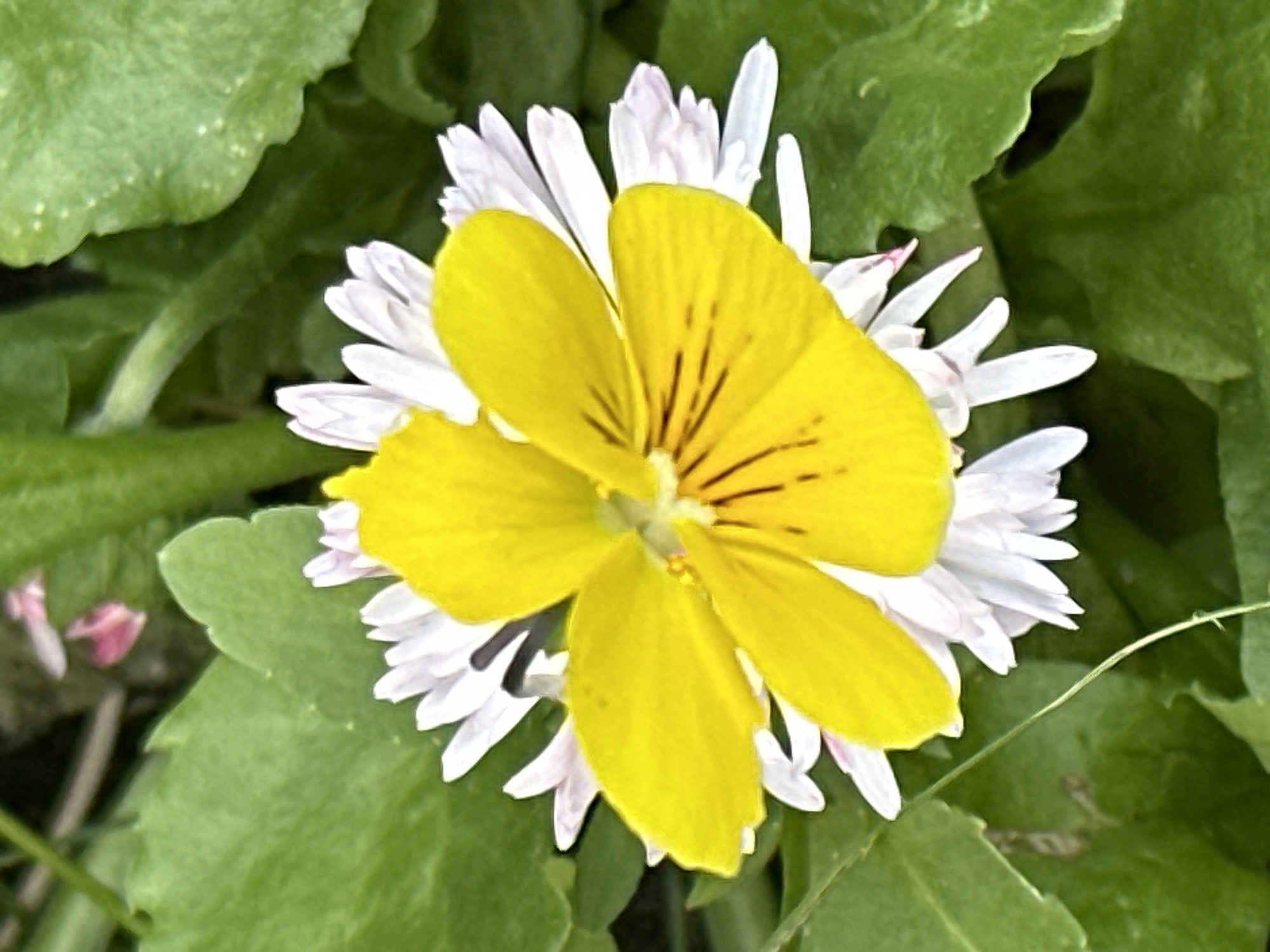 The image shows a close-up of a yellow pansy flower superimposed on a white daisy. The pansy has dark lines on its petals. The background consists of green leaves. The image is a photograph of a flower, likely taken outdoors. There is no information in the image to suggest the location is Podolsk, Russia.