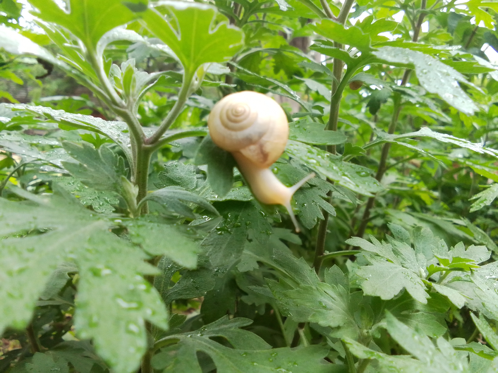 A light-colored land snail, characterized by a distinct spiral shell in shades of cream and light tan, is captured in a close-up on a vibrant green leaf. The snail's elongated, pale body extends from its shell, suggesting movement across the foliage. Numerous small water droplets are visible on the surfaces of the surrounding green leaves, indicating recent precipitation or dew. The leaves themselves are deeply lobed or segmented, exhibiting a fresh, lush appearance. The foreground and immediate vicinity of the snail are in sharp focus, while the background consists of dense, out-of-focus greenery, creating a shallow depth of field. The scene is illuminated by diffused natural light, resulting in soft shadows and an overall bright, verdant color palette. The environment is consistent with an outdoor garden or natural area in the city of Unknown, Unknown. No human presence or artificial objects are discernible.
