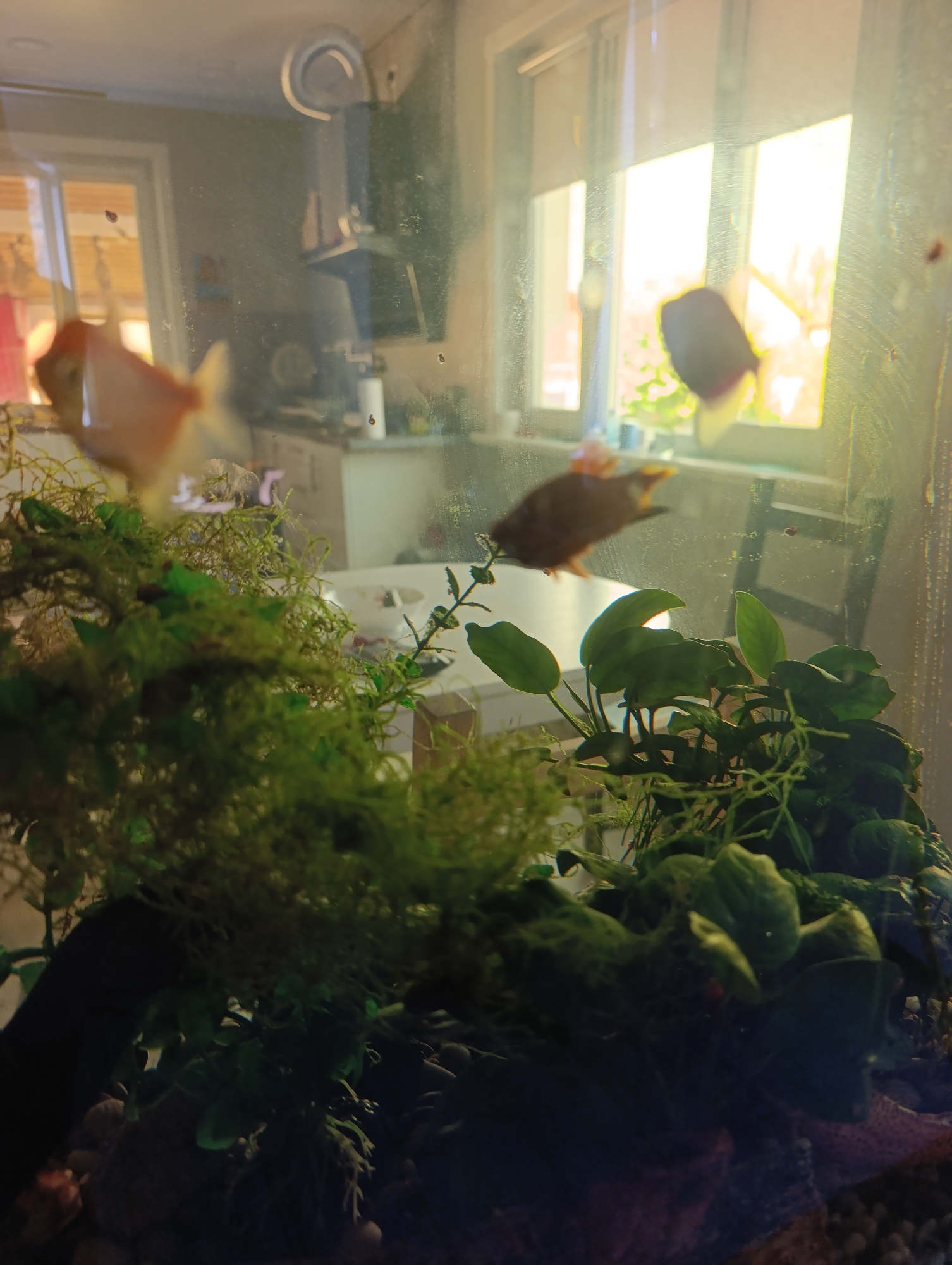 The image depicts an aquarium with several fish, plants, and substrate. The aquarium is placed in what appears to be a home environment, with a kitchen and window visible in the background. The lighting suggests it might be daytime, with sunlight streaming through the window. The overall scene is calm and domestic.
The location is identified as Ivanovks, Russia.