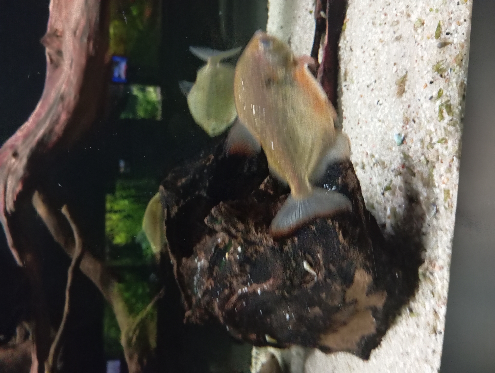The image depicts an aquarium with sand substrate, driftwood, and several fish swimming. Two fish are particularly visible. One is in the foreground, slightly blurred due to motion, exhibiting a golden-orange hue with lighter fins. Another fish, lighter in color and also somewhat blurred, is visible in the background. The environment appears to be an indoor setting with diffused lighting. There is no information or visual cue within the image to suggest its location in Łódź, Poland.