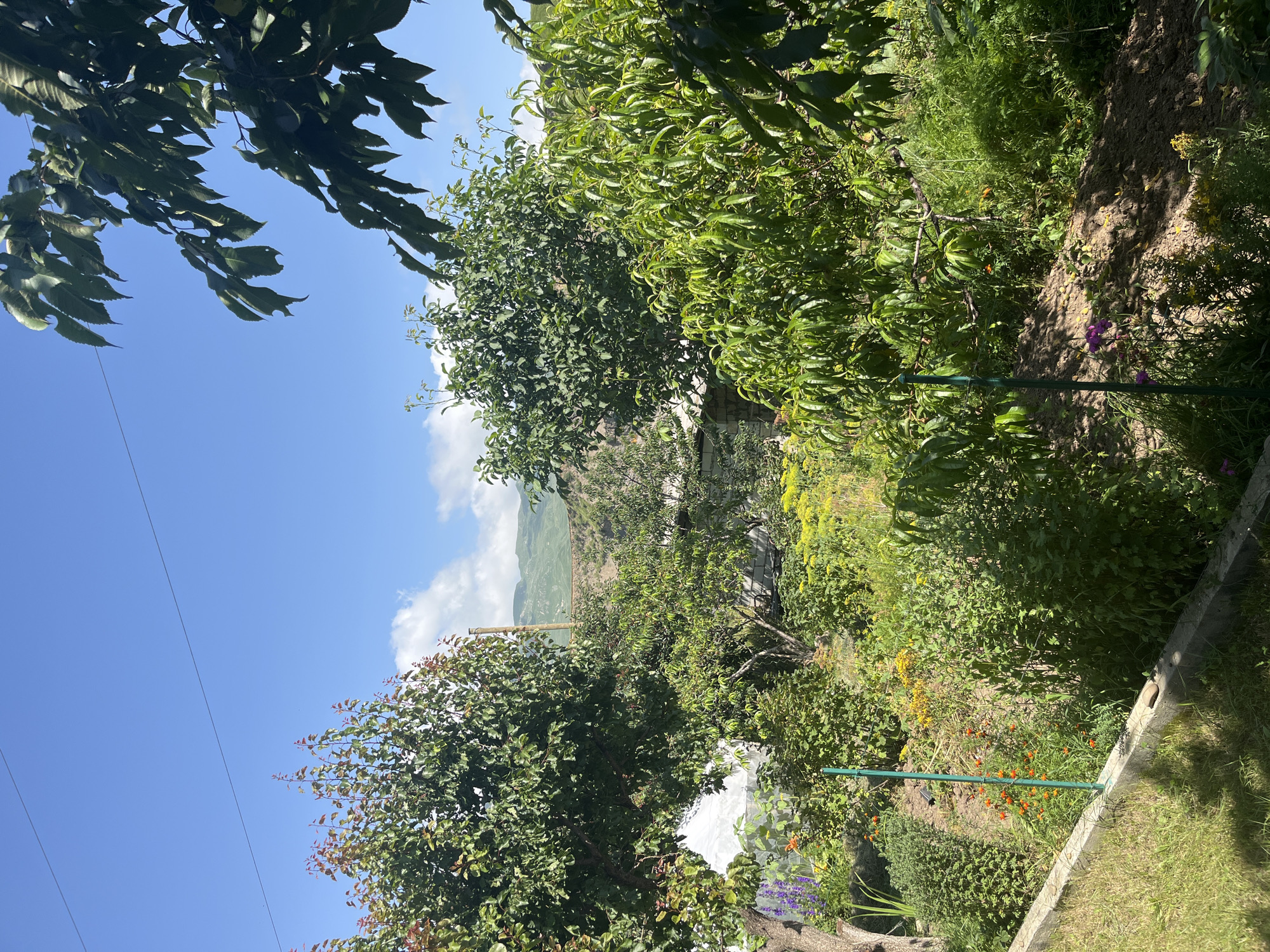 The image shows a sunny day in Kumukh, Russia, with a lush garden in bloom. In the foreground, a concrete border separates a grassy area from a garden bed overflowing with a variety of plants. Tall trees with green leaves dominate the scene, their branches reaching towards the bright blue sky dotted with fluffy white clouds. Among the trees, a rustic building with a tiled roof is partially visible, blending into the natural landscape. In the background, rolling hills add to the picturesque scenery. The garden itself is a vibrant tapestry of colors, with blooming flowers in shades of yellow, orange, and purple, interspersed with dense green foliage. A green stake stands upright in the garden, possibly supporting a plant. The overall impression is one of a peaceful and well-maintained garden on a warm, clear day.