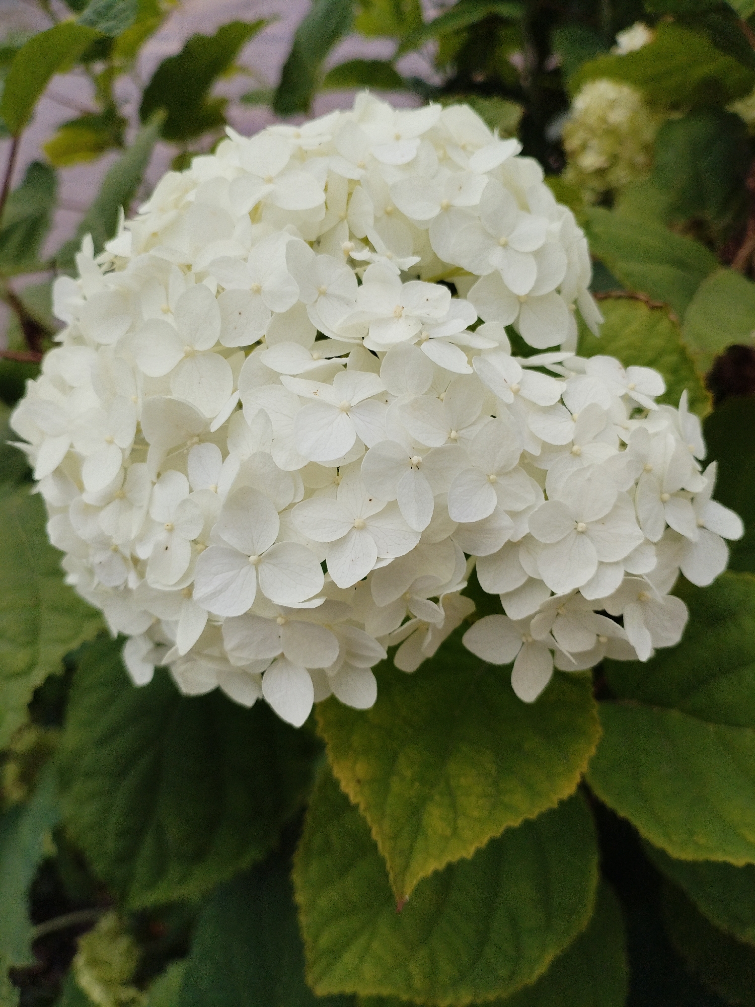 The image shows a close-up of a large, round cluster of white hydrangea flowers. The flowers are small and numerous, forming a dense, voluminous bloom. They are surrounded by dark green leaves, some of which appear to have yellowed edges. The background is blurred, with hints of green foliage and a light-colored, indistinct surface that might be a wall or fence. The lighting suggests an outdoor setting, possibly in a garden. There are no people or animals visible in the image. The scene is static and focuses entirely on the floral subject.