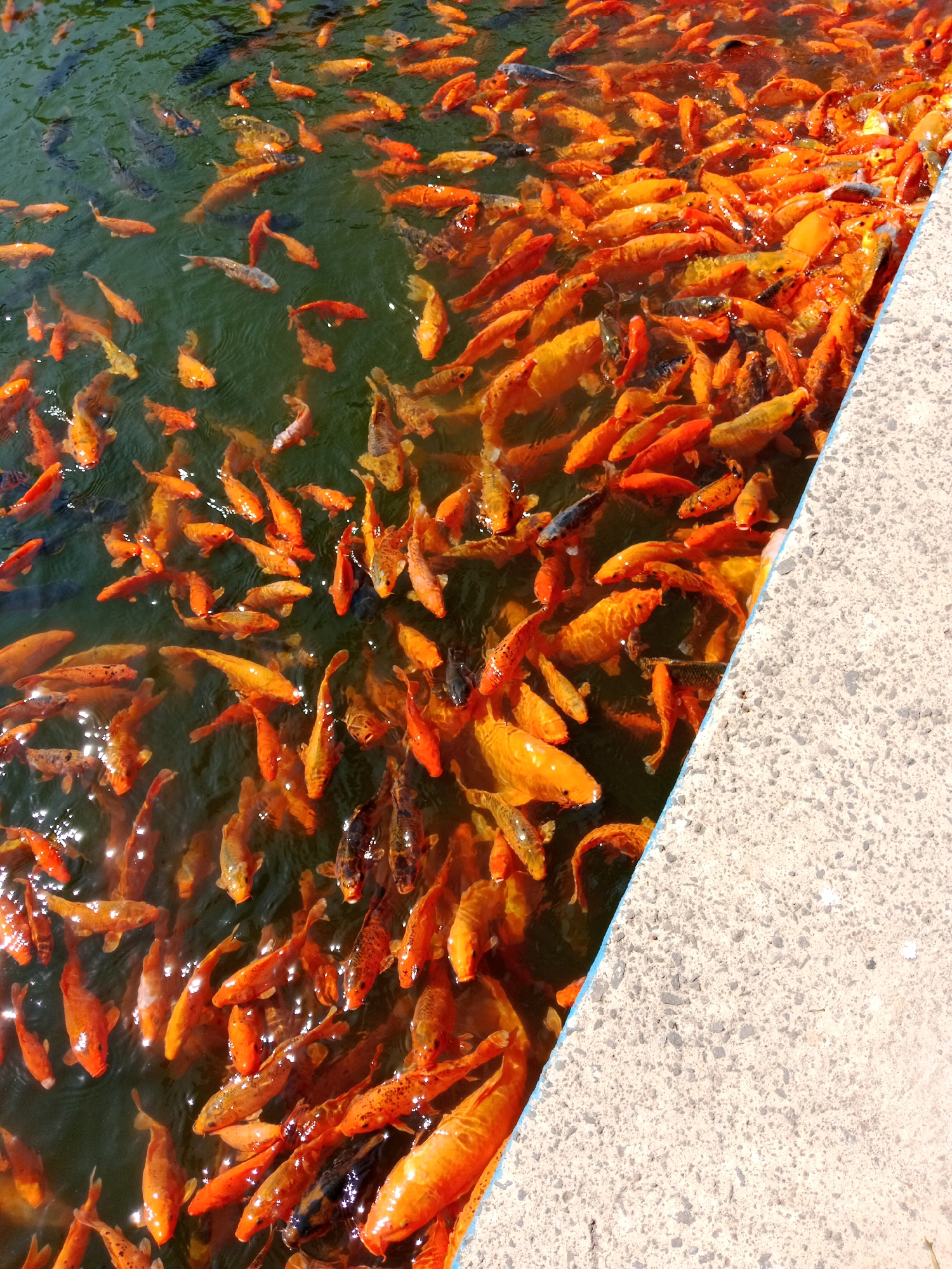 The image shows a dense school of koi fish swimming in murky green water. The fish are predominantly orange and white, with some exhibiting dark markings. They are tightly packed, with their bodies overlapping and partially obscured by each other, indicating a feeding or social gathering. The water surface is rippled, suggesting movement and possibly feeding activity. A concrete ledge, textured with small stones, borders the right side of the image, creating a stark contrast with the organic shapes of the fish and water. The perspective is from above, looking down into the pond. The location is identified as Tlogomulyo, Indonesia, implying this is likely a public pond or garden. There are no people visible in the image.