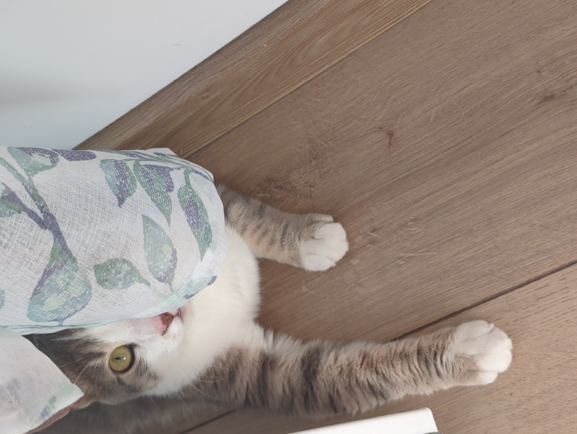 A domestic cat with grey and white fur is lying on a light brown wooden floor. The cat's head is partially obscured by a piece of patterned fabric with green and purple leaves. One of the cat's green eyes is visible, looking towards the camera. Its body extends to the left, with its paws visible on the floor. The background consists of a white wall meeting the floor at an angle. The scene is indoors, with no indication of a specific city or location.