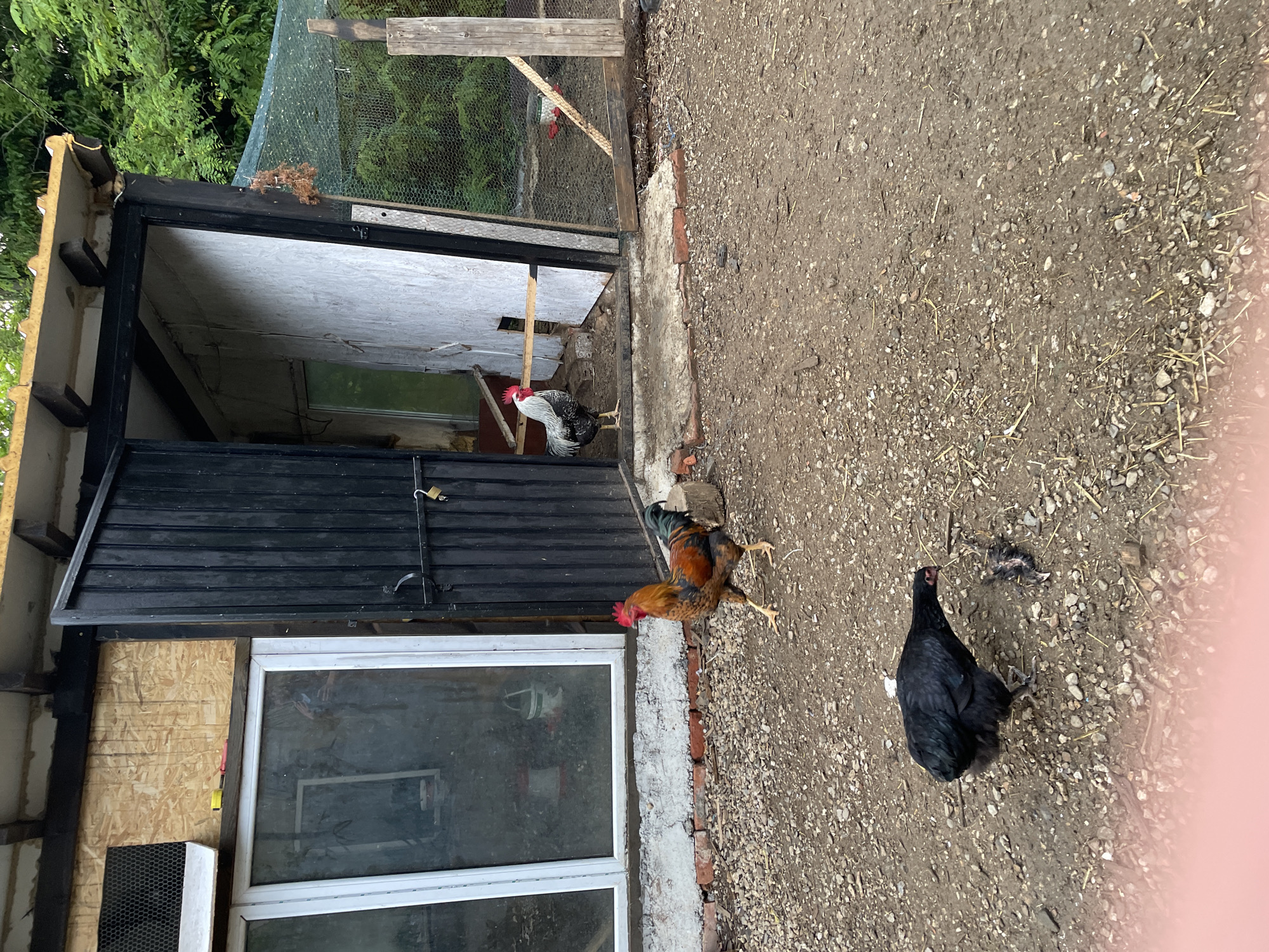 The image captures an outdoor chicken enclosure in Zlatograd, Bulgaria, under clear daytime conditions. Three chickens are visible: two roosters and one hen.
On the left, a black and white rooster with a red comb stands near the open entrance of a chicken coop or shed. The coop is a rustic structure featuring a black wooden door secured with a padlock, a white-framed window on its side, and exposed raw wood or OSB paneling. A metal grate is also visible on one side of the coop. Bricks line the base of the structure where it meets the ground, and some dried plant material rests on its black-shingled roof. Green mesh fencing and wooden posts are visible behind the coop, with lush green foliage from trees in the background.
The ground of the enclosure is a mix of dirt, small gravel, and scattered pieces of straw or hay. In the middle of this area, a colorful rooster with brown, gold, and black plumage is walking. Further to the right and closer to the foreground, a black hen is situated on the dirt, near a small cluster of what appears to be feathers or debris.
No people are visible, and there is no discernible text within the image. The scene suggests a typical rural or backyard farm setting.