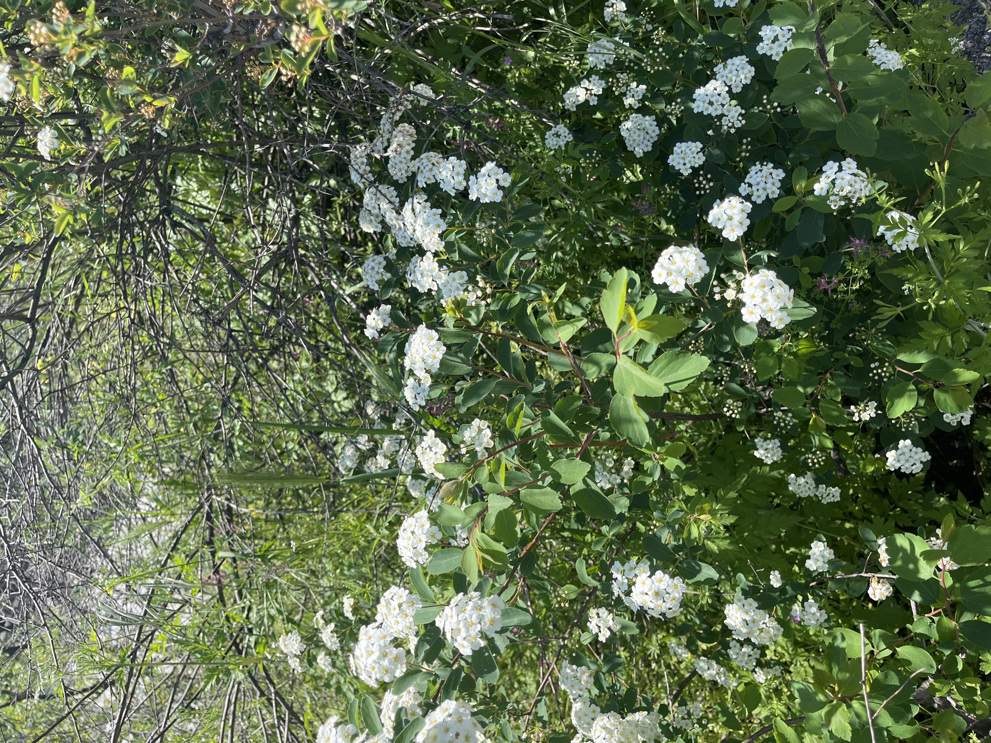 The image shows a patch of vegetation with clusters of small white flowers in bloom. The plant has green leaves and brown branches. There are also areas of bare, twiggy branches and other green plants in the background. The location is Plovdiv, Bulgaria.
