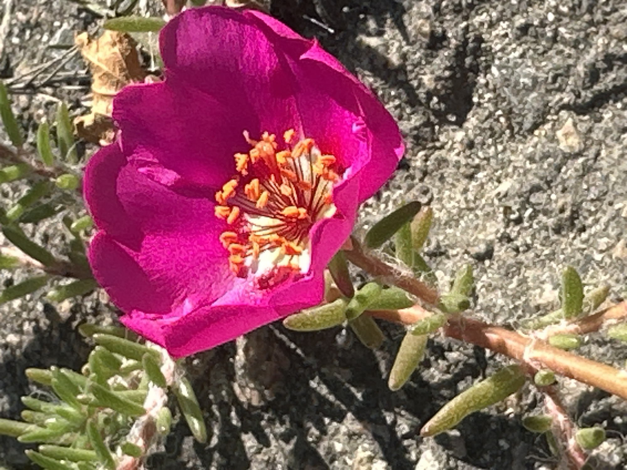 A close-up, eye-level shot captures a vibrant pink flower with orange stamens blooming in Raivka, Ukraine. The flower is the central subject, its petals unfurling against a background of rough, greyish-brown soil and sparse, green succulent leaves. The lighting suggests it is daytime, casting shadows from the plant onto the ground. The plant appears to be growing low to the ground, its stems and leaves adapted to a dry, rocky environment. No people are visible in the image, and no specific actions or interactions are depicted. The overall scene is one of natural beauty in a somewhat arid setting.