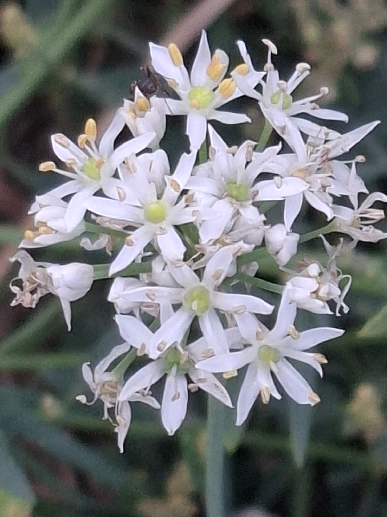 A macro photograph captures a cluster of small white flowers with yellow centers, densely packed together on a thin green stem. Some of the flowers are fully open, displaying six delicate petals and protruding stamens tipped with yellow pollen. Others appear to be in bud or wilting, with dried brown remnants. A small insect, possibly a fly, is perched on one of the petals at the top left of the cluster. The background is a soft blur of green and brown foliage, suggesting a natural or garden setting. There is no discernible indication of the city of Almaty, Kazakhstan.