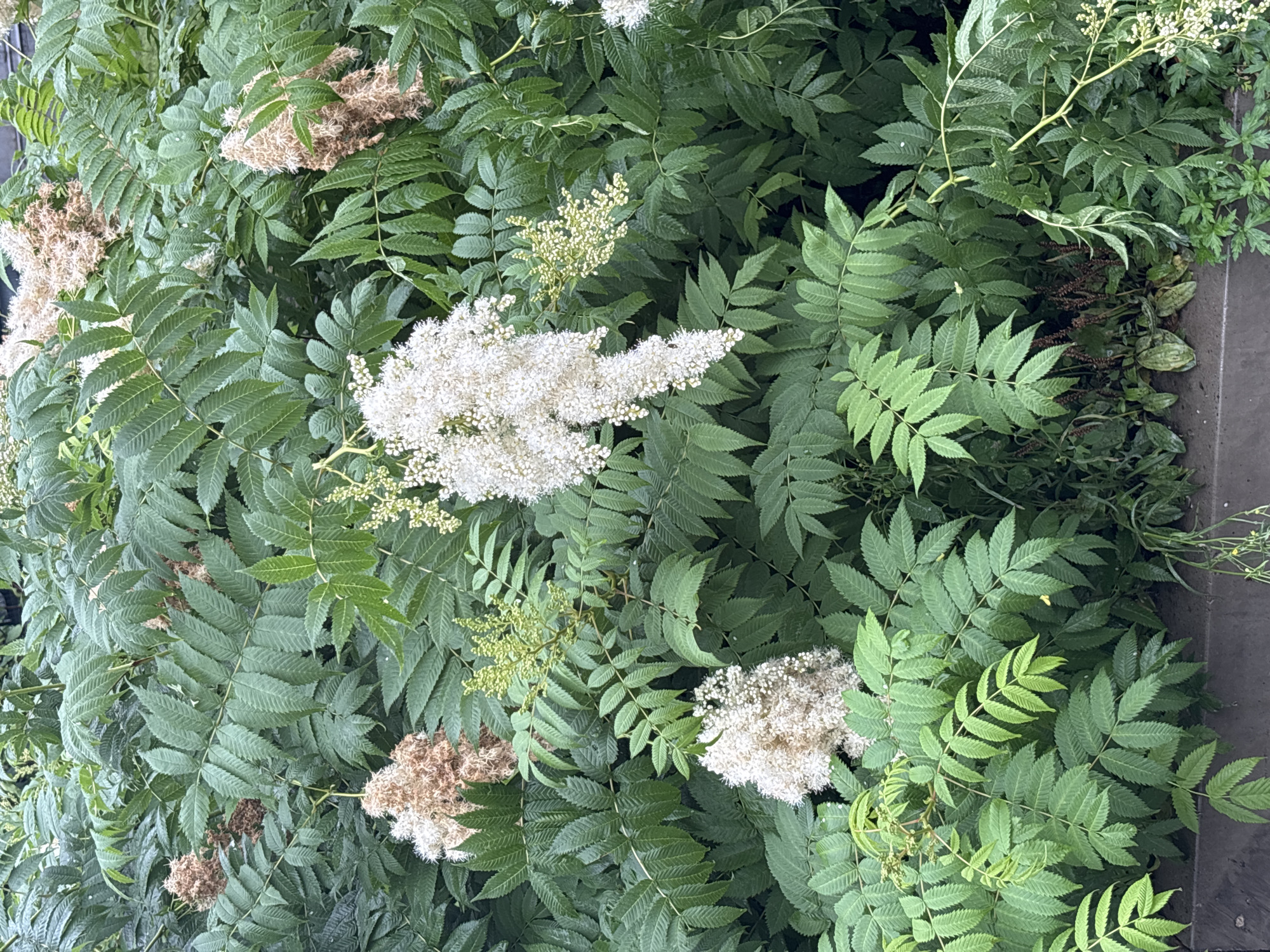 This image depicts a dense cluster of green foliage with several flowering or seed-bearing structures. The leaves are compound and pinnately compound, with numerous serrated leaflets arranged along a central stem. There are three prominent white, fluffy flower clusters, one hanging downwards in the center-right, one lower in the center-left, and one smaller one near the top right. Interspersed with these are several dried, brownish clusters, appearing to be seed heads or spent flowers, located towards the top and upper-left of the frame. The background is a blur of more green leaves, suggesting a thick planting. The overall impression is one of lush vegetation, possibly in a park, garden, or wild area. There are no people or animals visible in the image, and no specific landmarks are identifiable that would definitively place it in Blagoveshchensk, Russia. The lighting suggests it is daytime, with diffuse light, possibly indicating an overcast sky or shaded conditions. The foreground shows a dark, textured surface that could be a concrete edge or a planter box.
