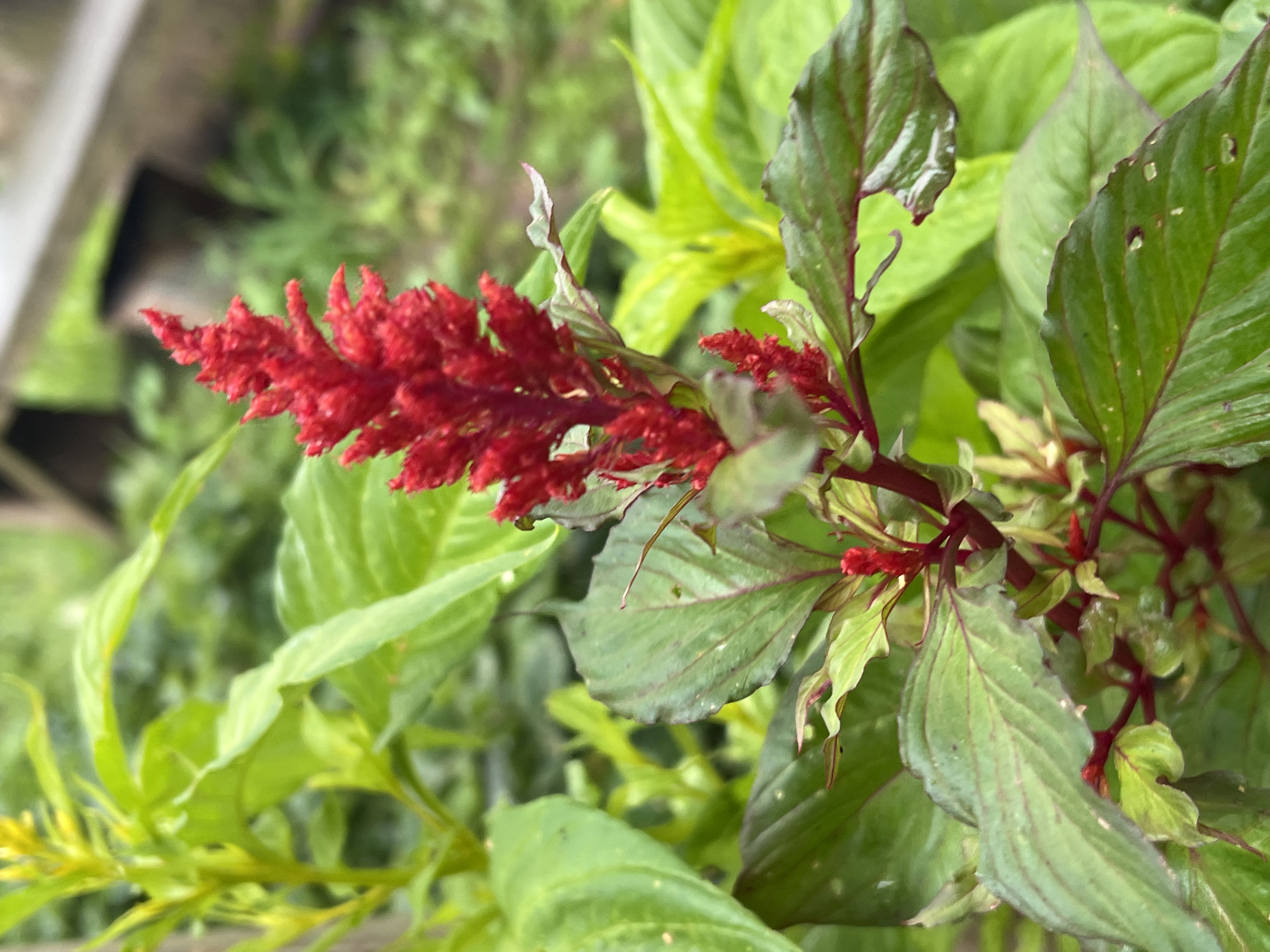 In Panteleevka, Russia, a close-up shot focuses on a vibrant red celosia flower, its feathery petals catching the light. The flower stands tall amidst lush, green foliage, with some leaves showing hints of dark red veins. The background is softly blurred, suggesting an outdoor garden setting with hints of dappled sunlight filtering through. The image is sharp and detailed, highlighting the texture and color of the flower and leaves.