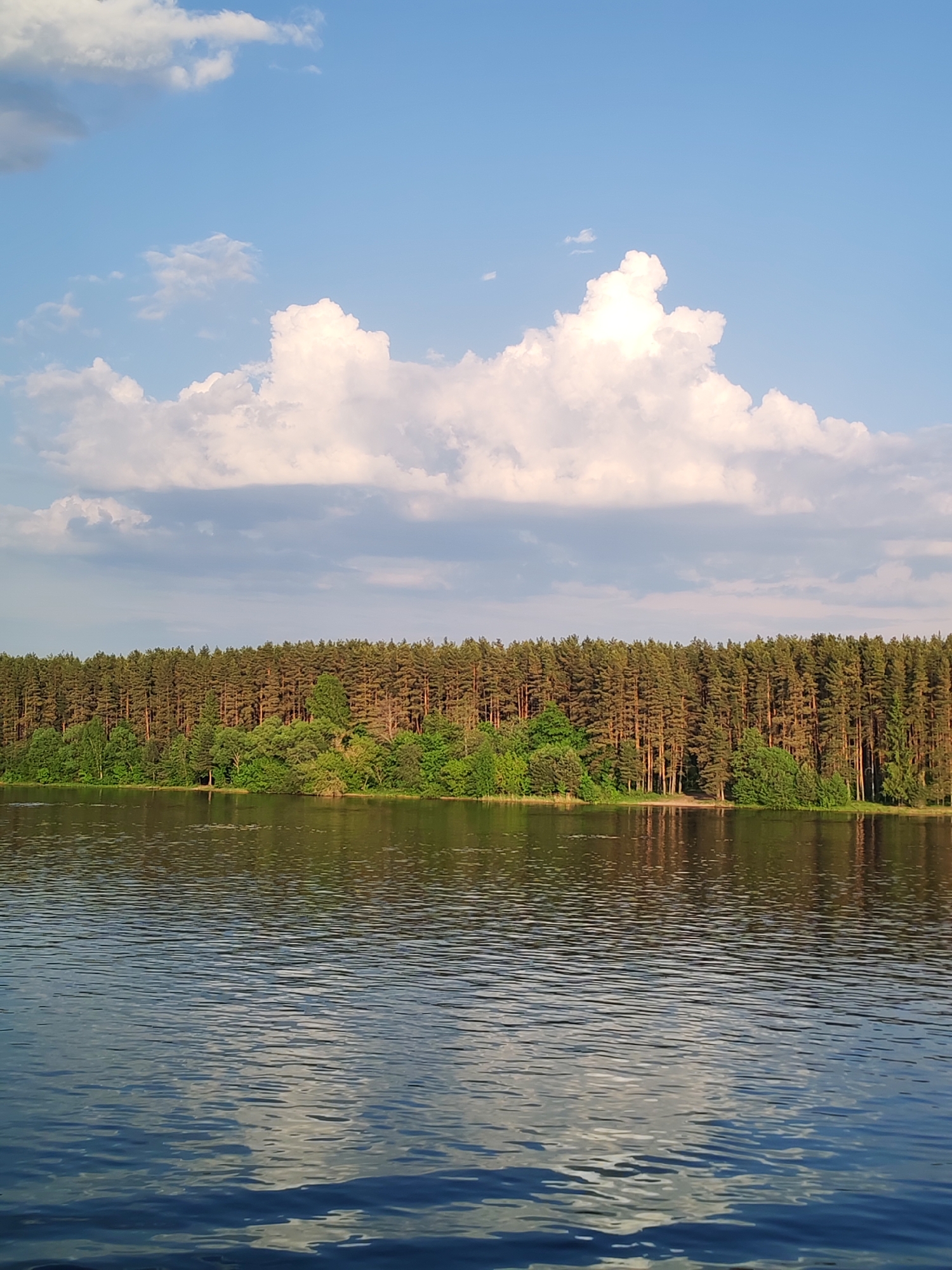 A landscape photograph shows a body of water with a shoreline in front of a dense forest. The location is Selishchi, Russia. The forest consists mostly of tall pine trees, with some deciduous trees closer to the water's edge. The sky is a mix of blue and white, with large cumulus clouds. The water surface reflects the sky and clouds, creating a rippled pattern. No people are visible.