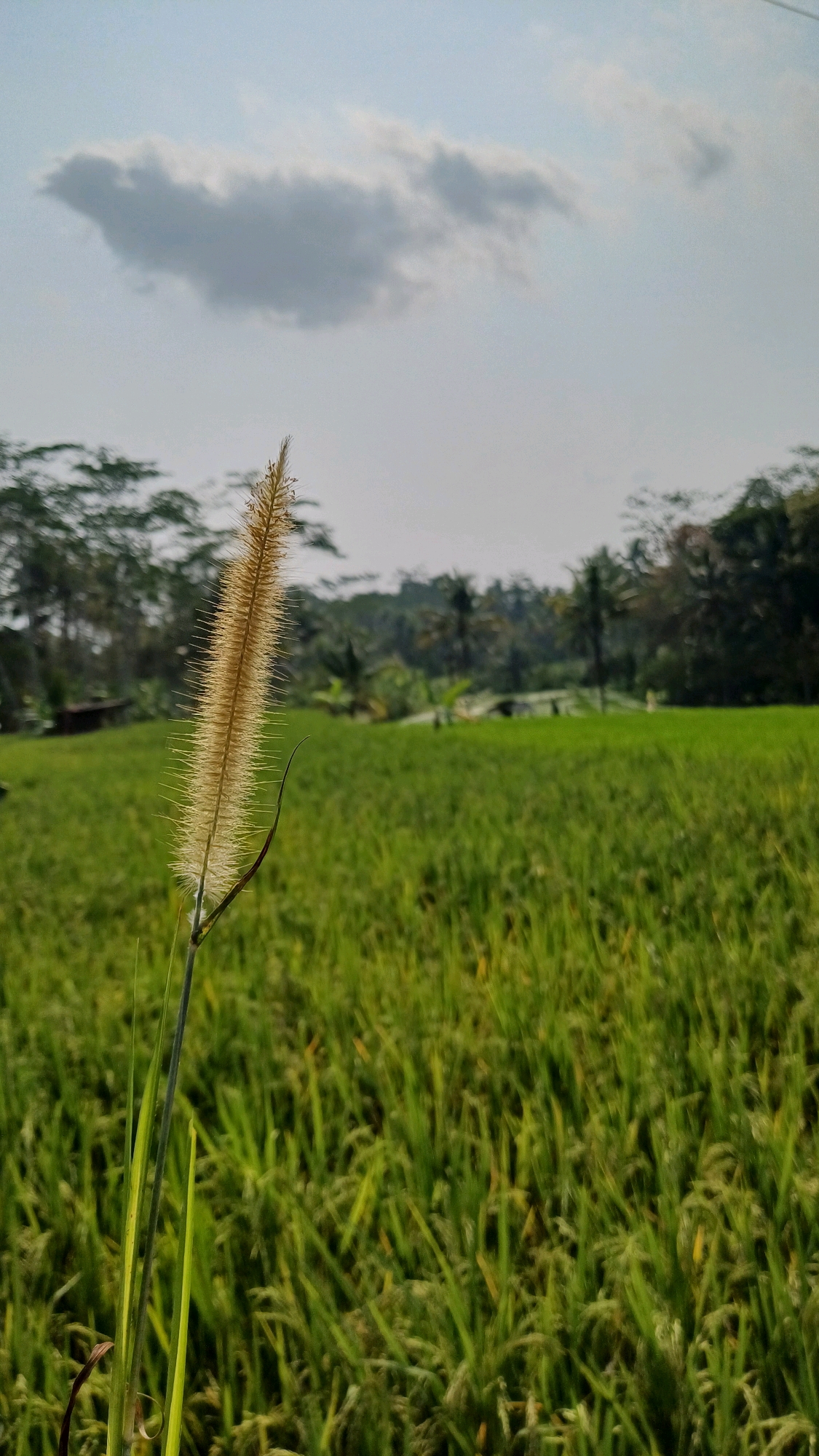 A lone stalk of wheat stands in the foreground, its feathery head catching the light against a blurred backdrop of a lush green rice field. In the distance, a line of trees borders the field, with a few palm trees interspersed among them. Above, the sky is a pale blue, dotted with a single, wispy cloud. The scene evokes a sense of rural tranquility, likely captured in a village setting within Mlobo, Indonesia, a region known for its agricultural landscapes.