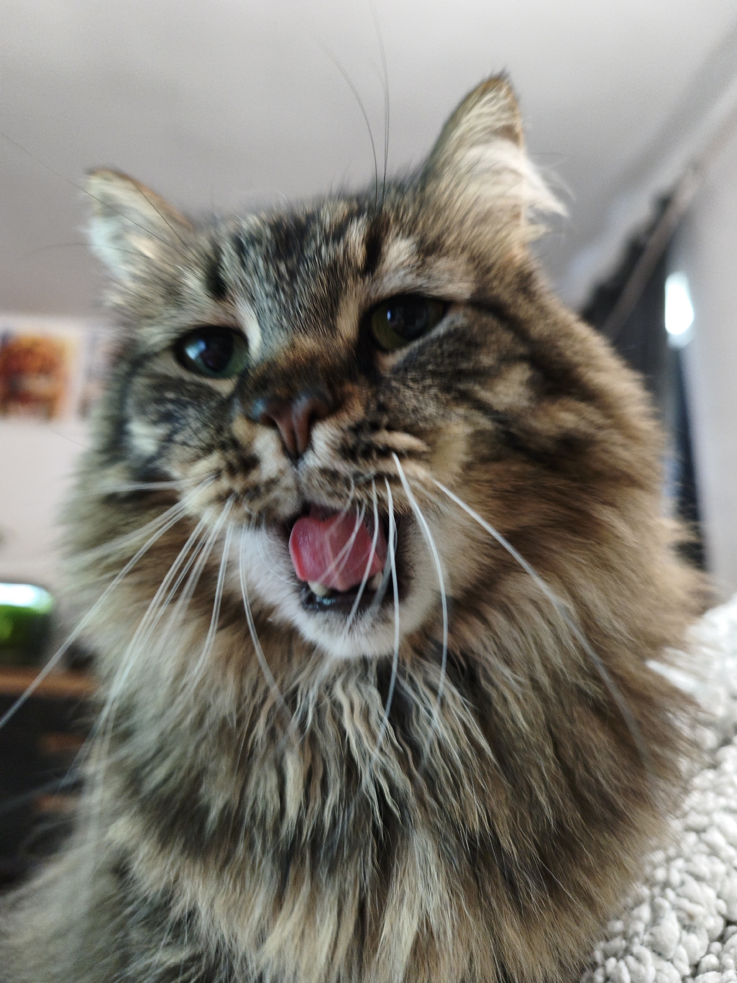 A close-up, low-angle shot shows a fluffy brown and black tabby cat with its tongue sticking out. The cat's eyes are open and appear to be green. The cat's fur is long and appears to be well-groomed. The background is blurred and appears to be indoors. The lighting is natural and appears to be coming from a window. The image is in focus, and the details of the cat's face are clear.