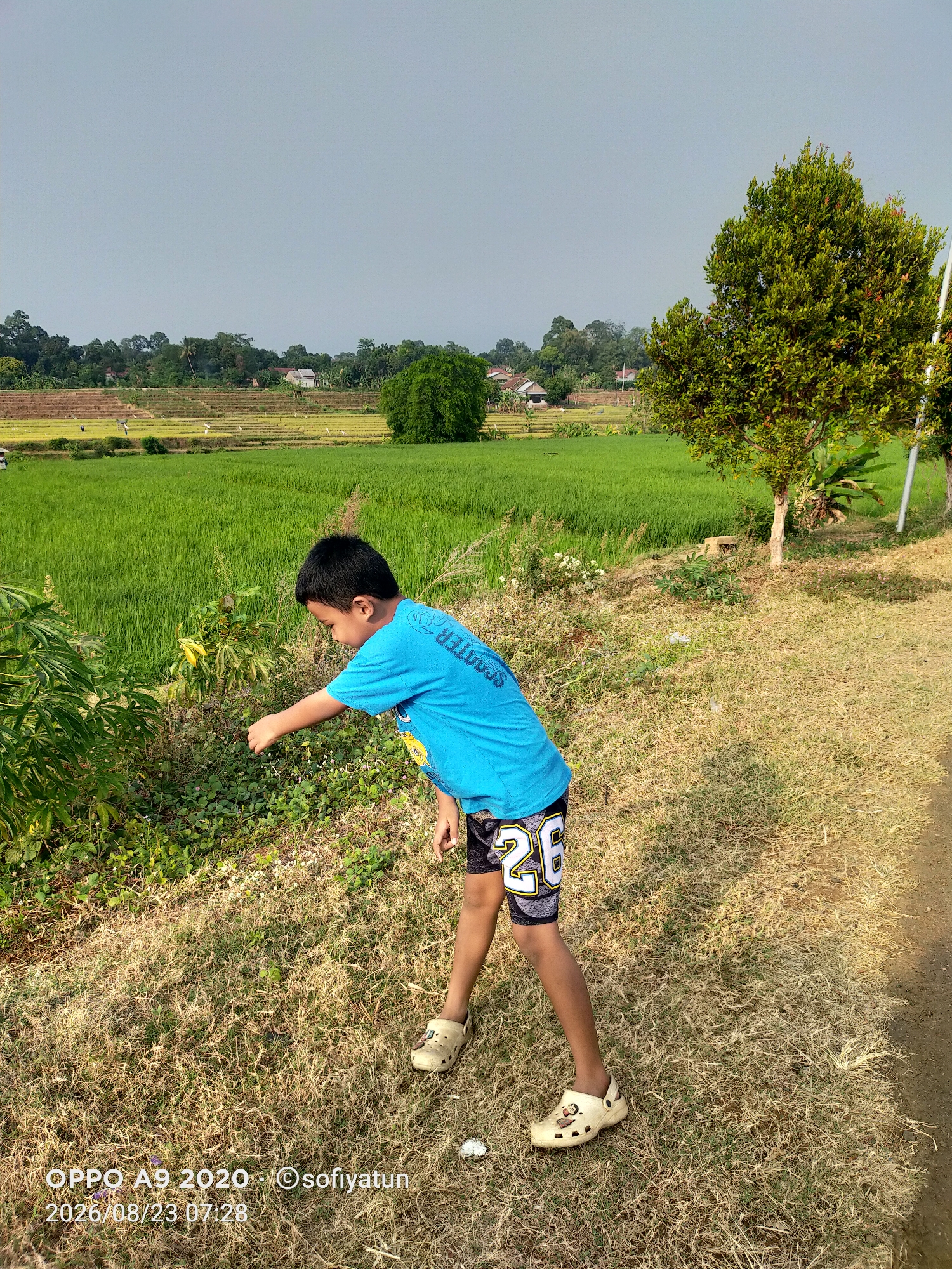 A young boy wearing a blue t-shirt and patterned shorts is standing in a grassy area next to a rice field. He is looking down and appears to be examining something on the ground. The rice field is green and lush, with some areas showing signs of being harvested. In the background, there are trees, houses, and a hazy sky. The image is taken outdoors, likely in a rural setting. The watermark in the bottom left corner indicates the photo was taken with an OPPO A9 2020 and the date and time are 2020/08/23 07:28.