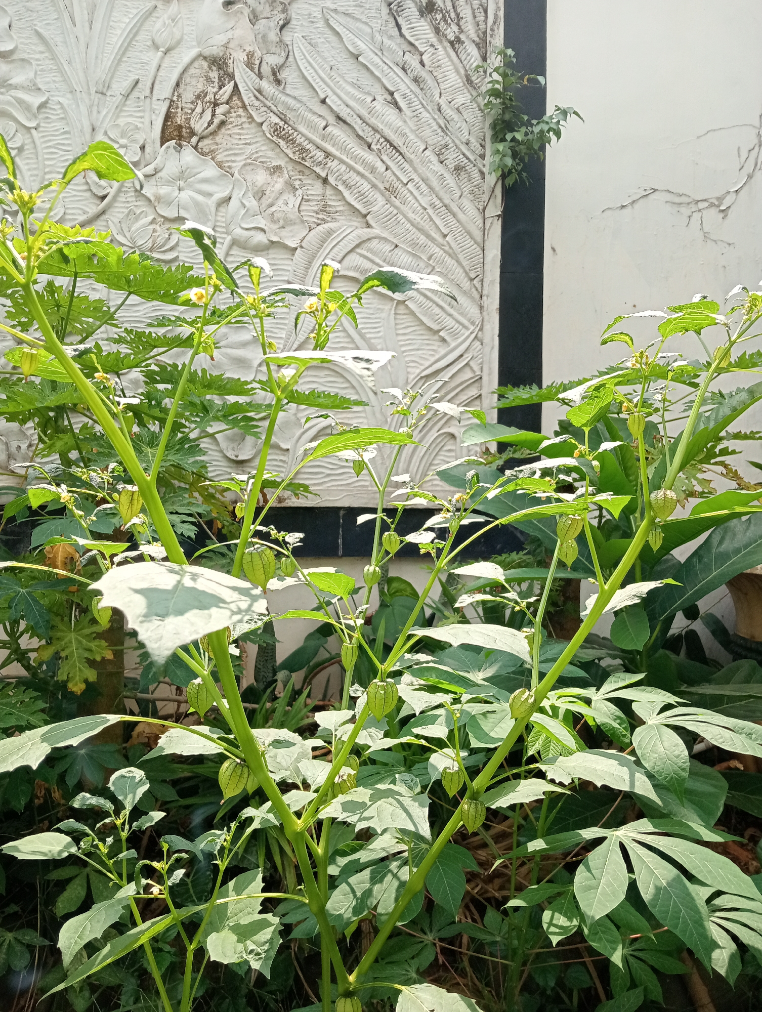 A close-up, eye-level shot captures a cluster of green physalis plants with their characteristic paper lantern-like husks. The plants are vibrant and healthy, with thick, green stems and numerous broad, serrated leaves. Small yellow flowers are visible on some of the stems, indicating the plants are in bloom and producing fruit. In the background, a textured white wall with bas-relief carvings of natural elements like leaves and flowers provides a decorative backdrop. To the right of the carved wall, a plain white wall extends upwards, showing some minor cracking. The scene appears to be outdoors, bathed in natural light, suggesting it could be a garden or an outdoor decorative space within a city.